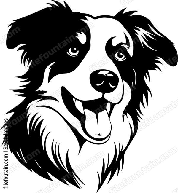 Australian Shepherd