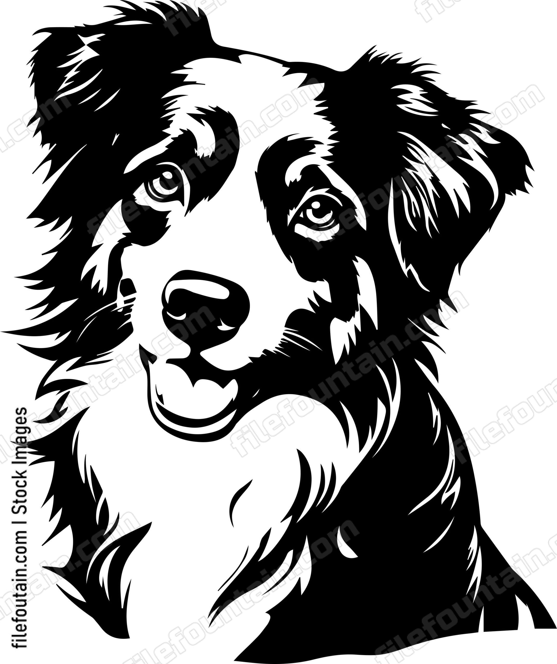 Australian Shepherd