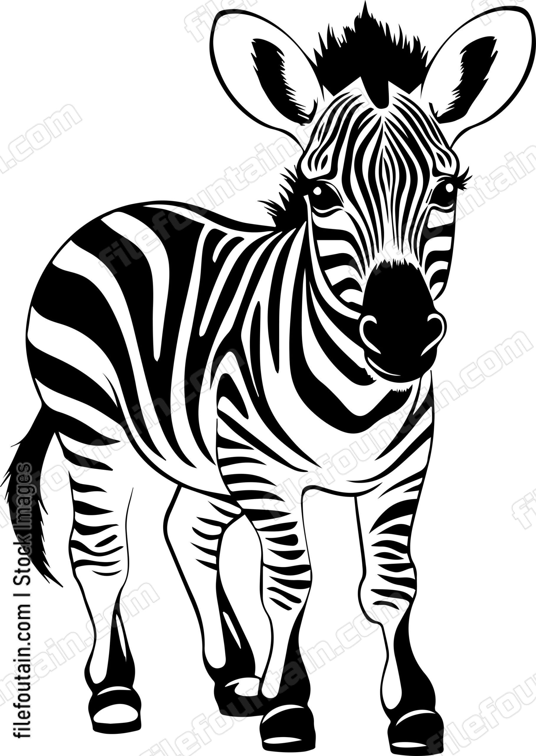 Baby Zebra