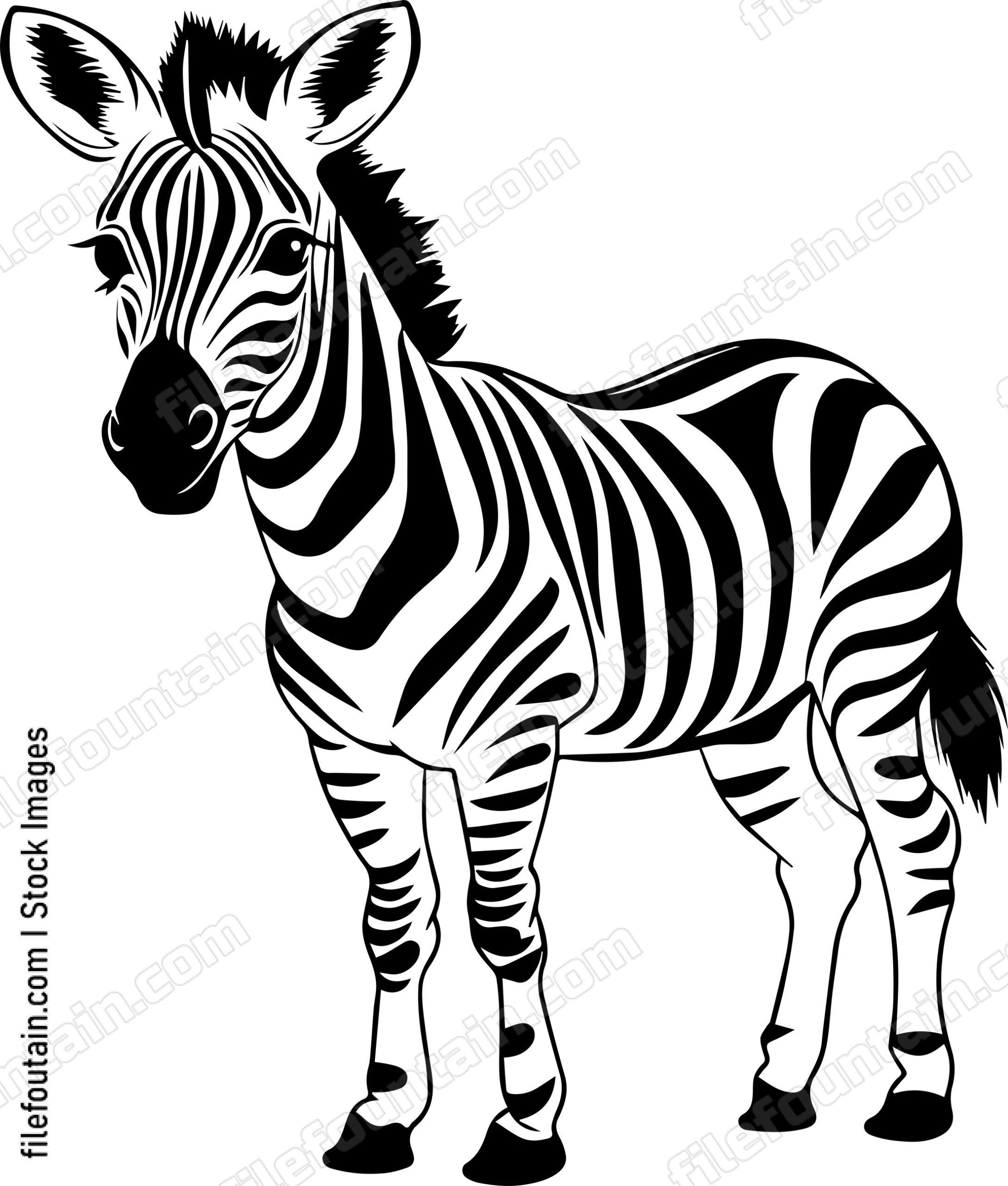Baby Zebra