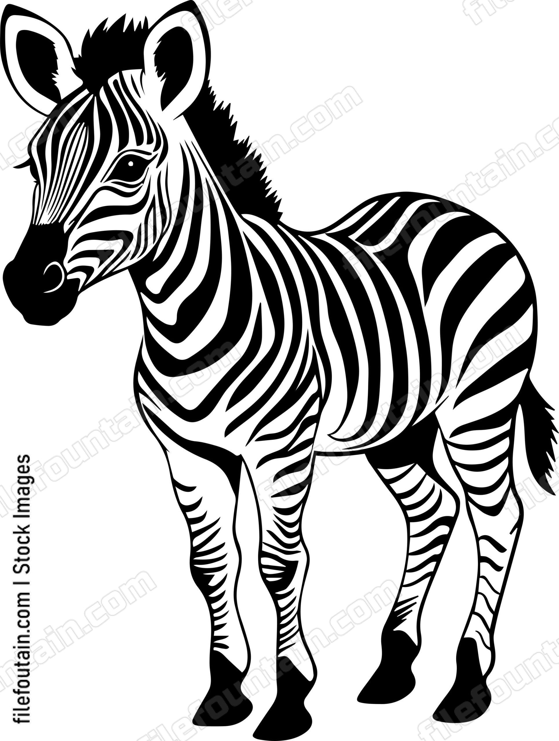 Baby Zebra
