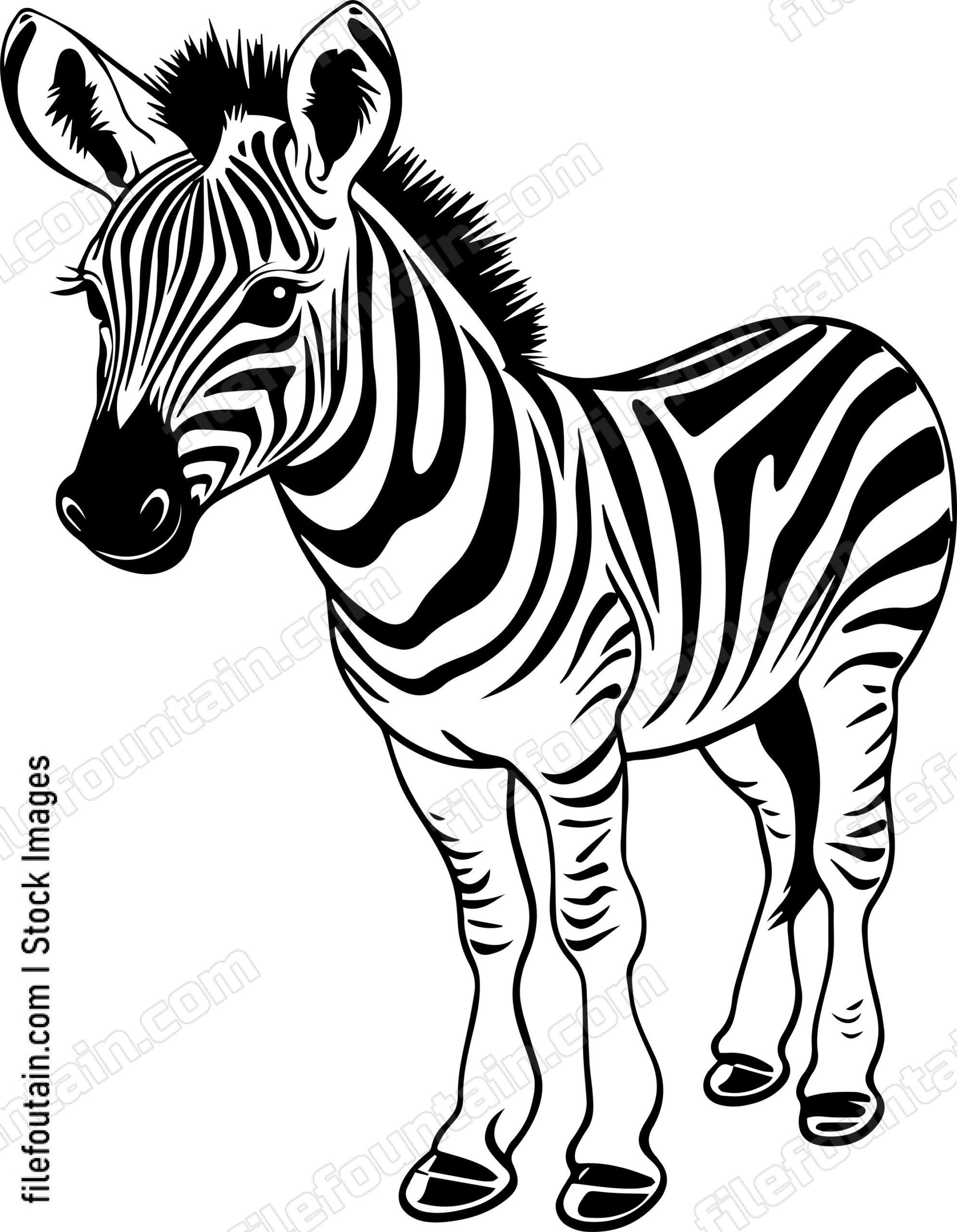Baby Zebra