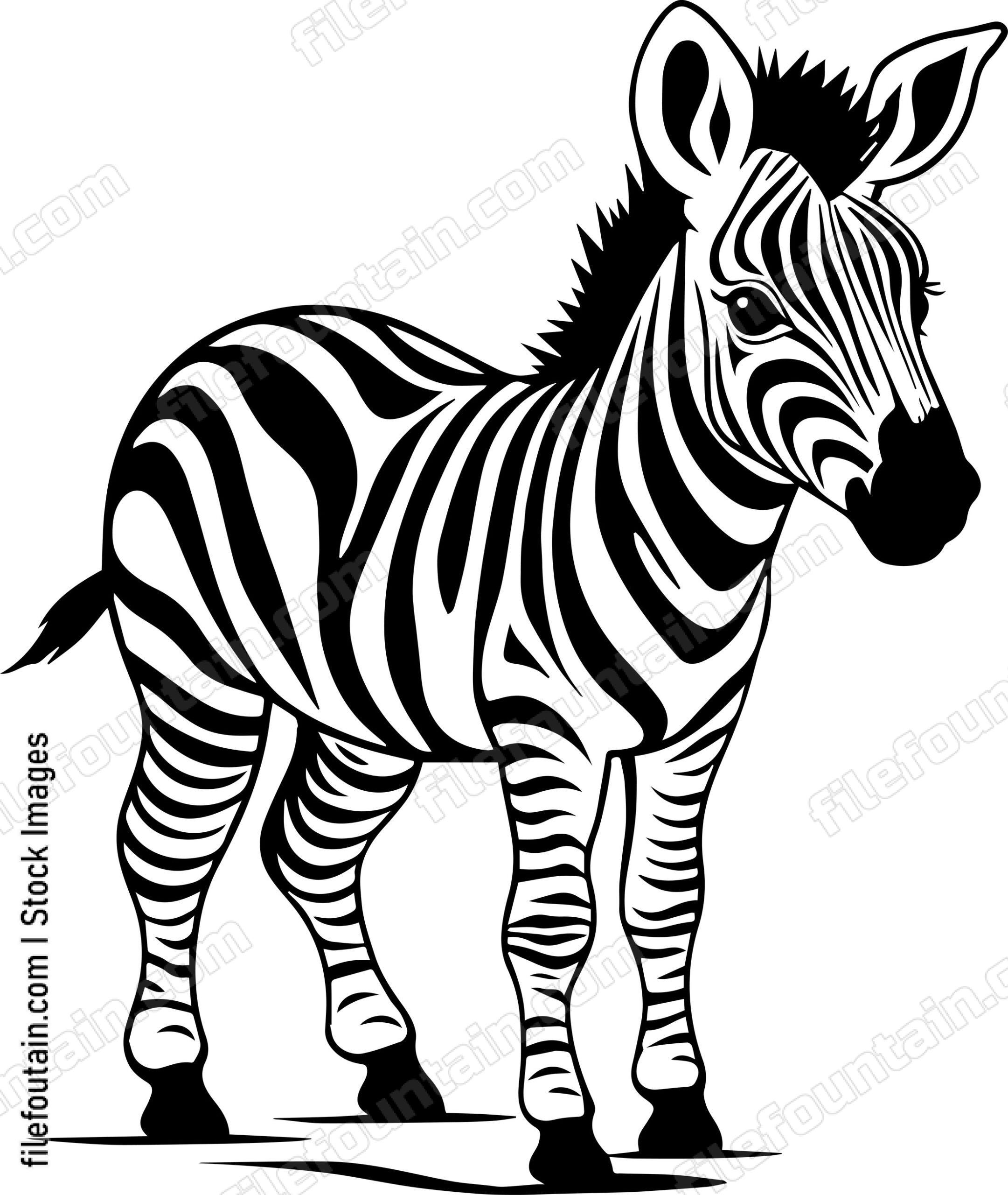 Baby Zebra