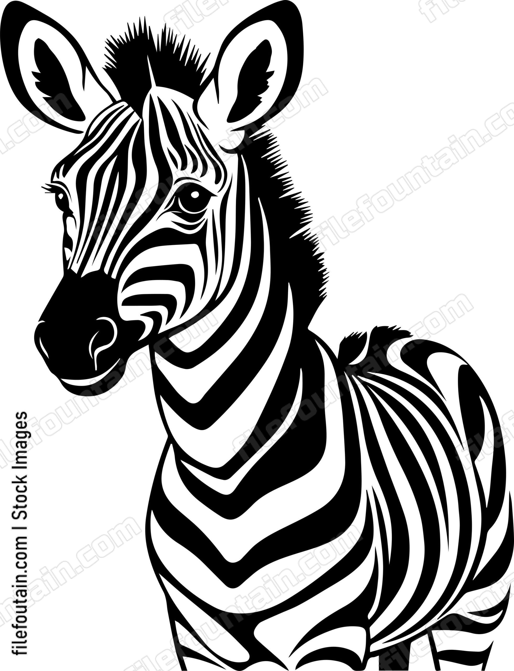Baby Zebra