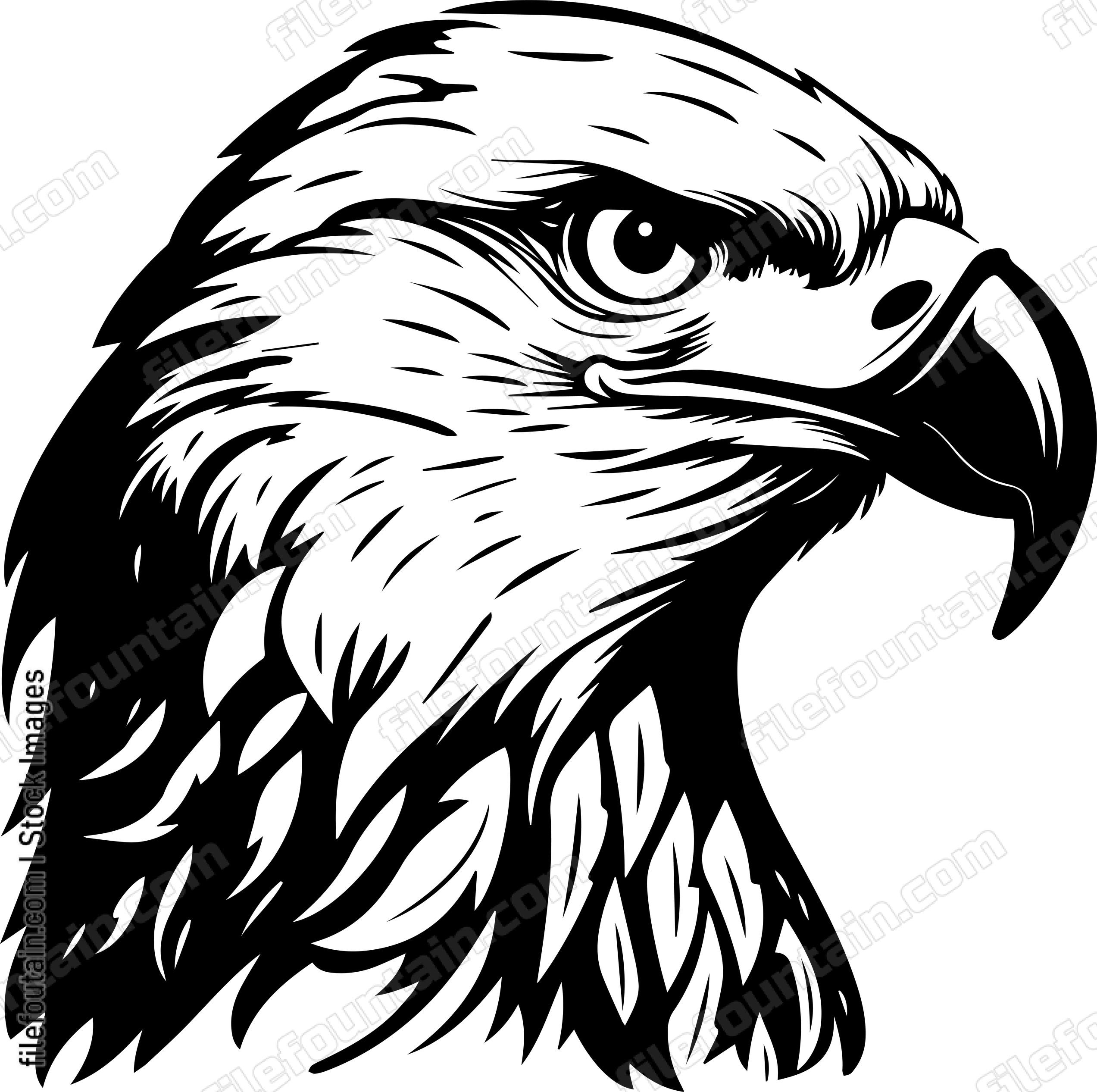 Bald Eagle Head
