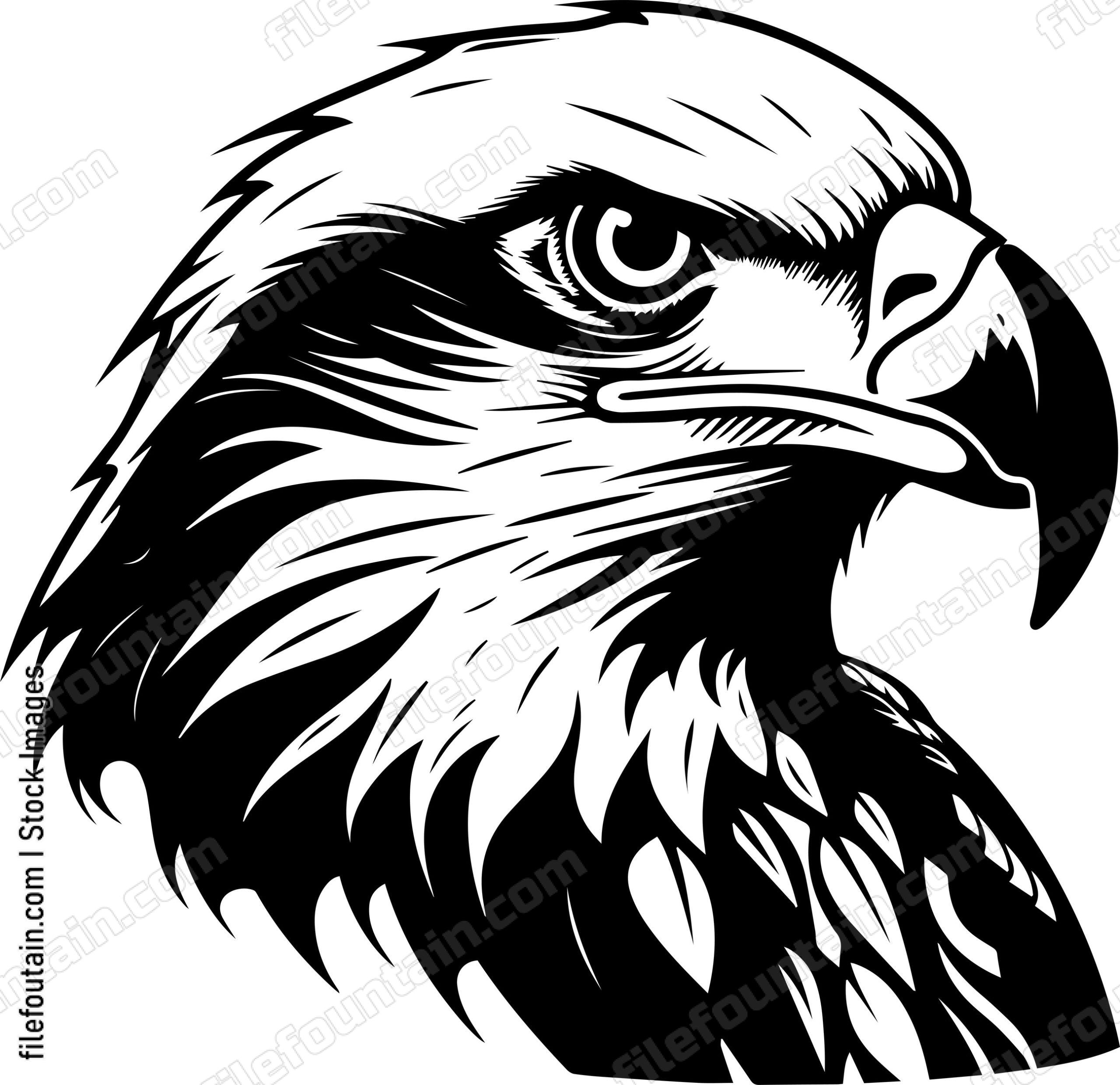 Bald Eagle Head
