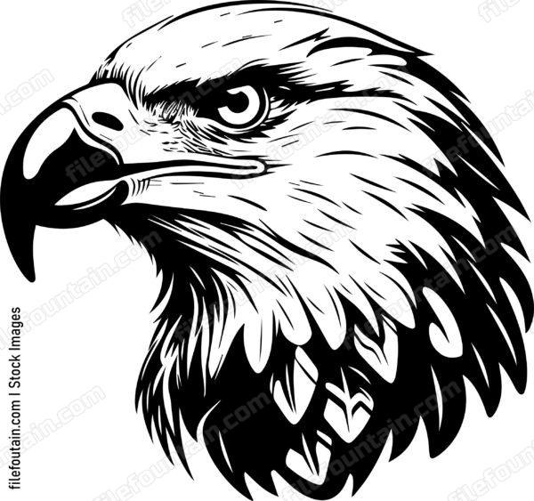 Bald Eagle Head