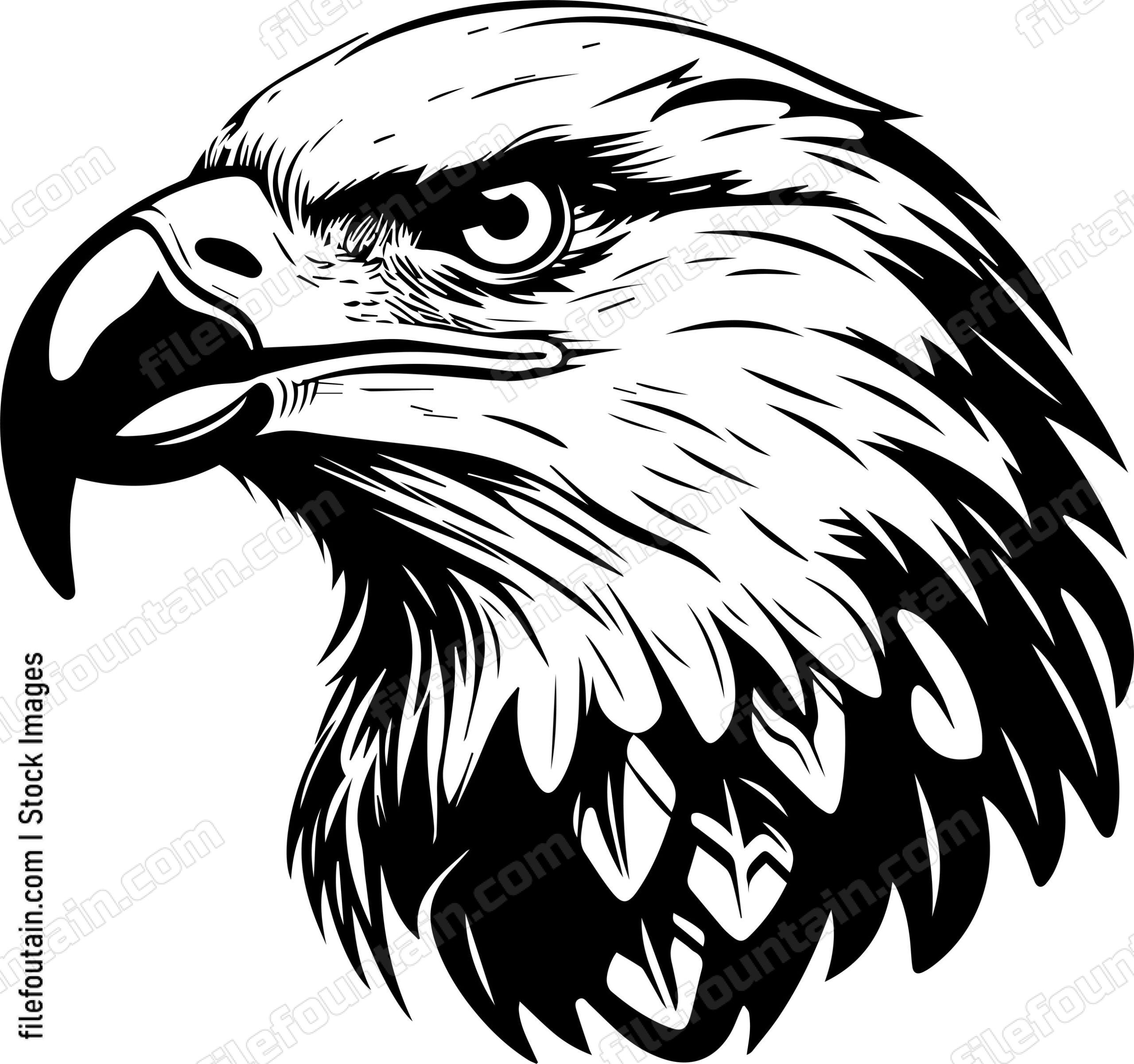 Bald Eagle Head
