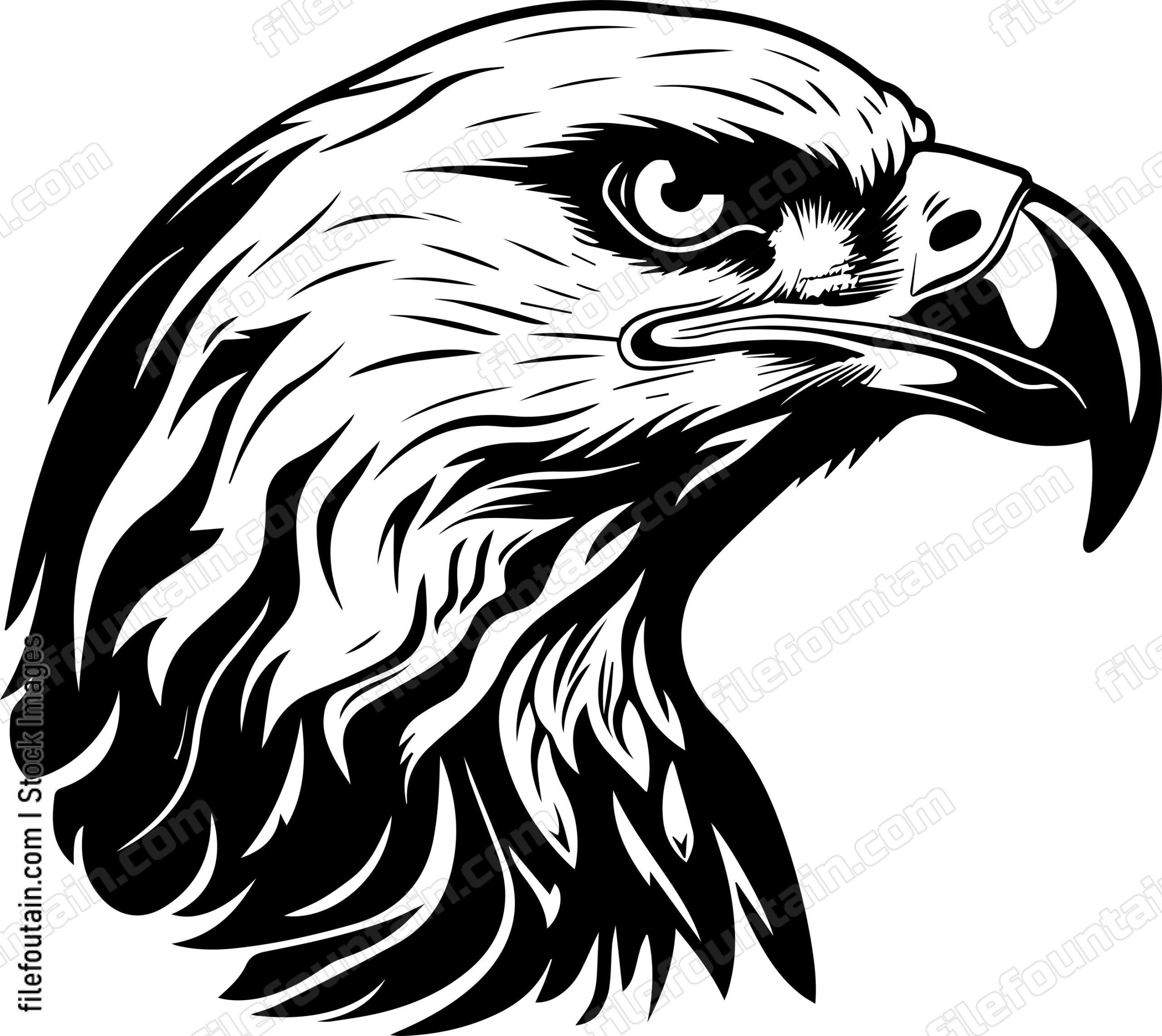 Bald Eagle Head