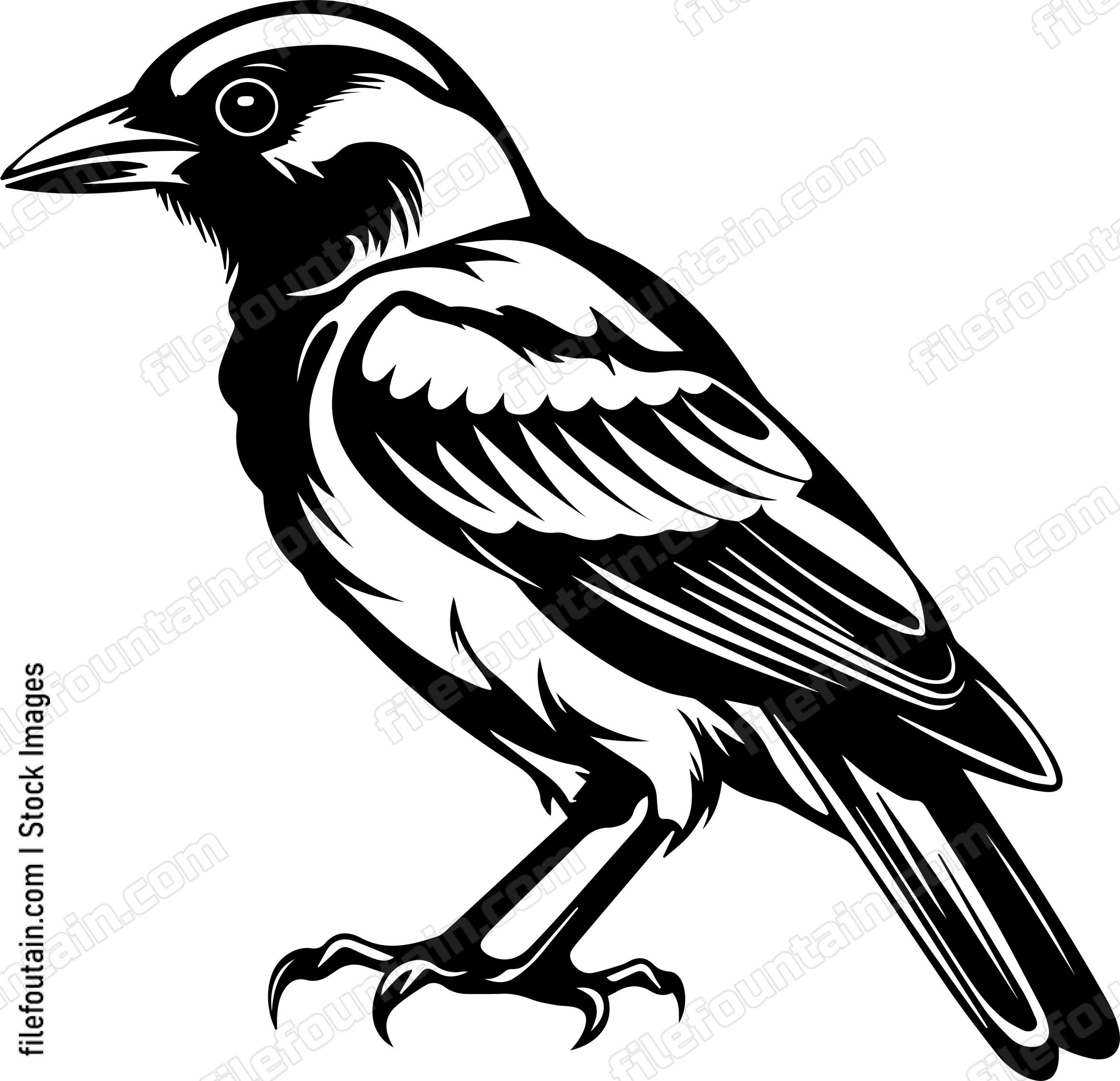 Baltimore Oriole