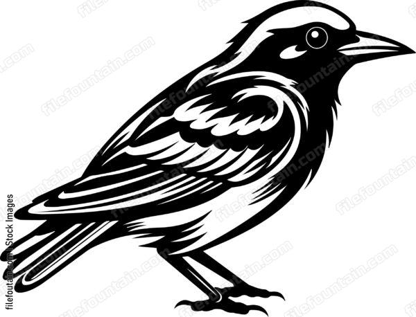 Baltimore Oriole