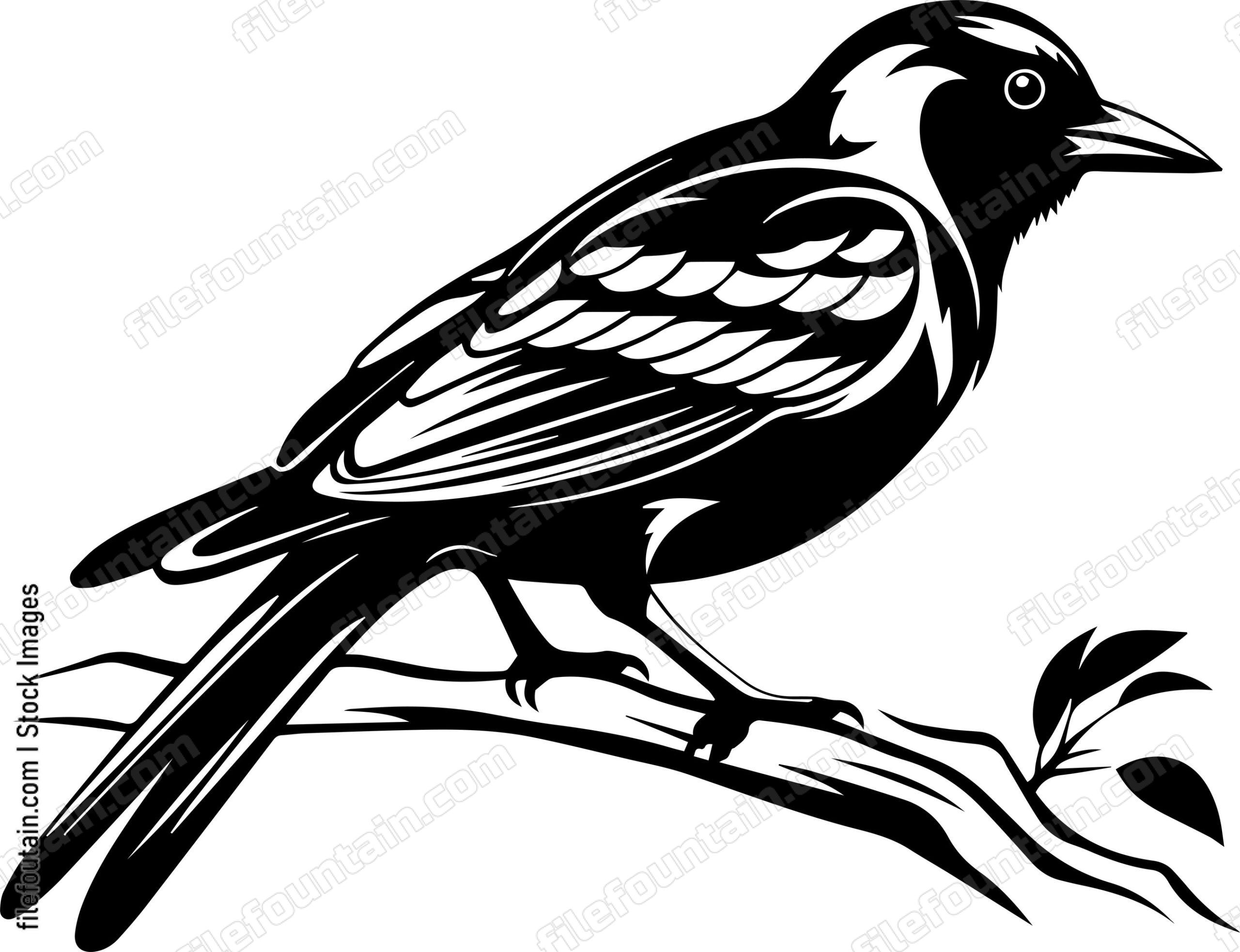 Baltimore Oriole