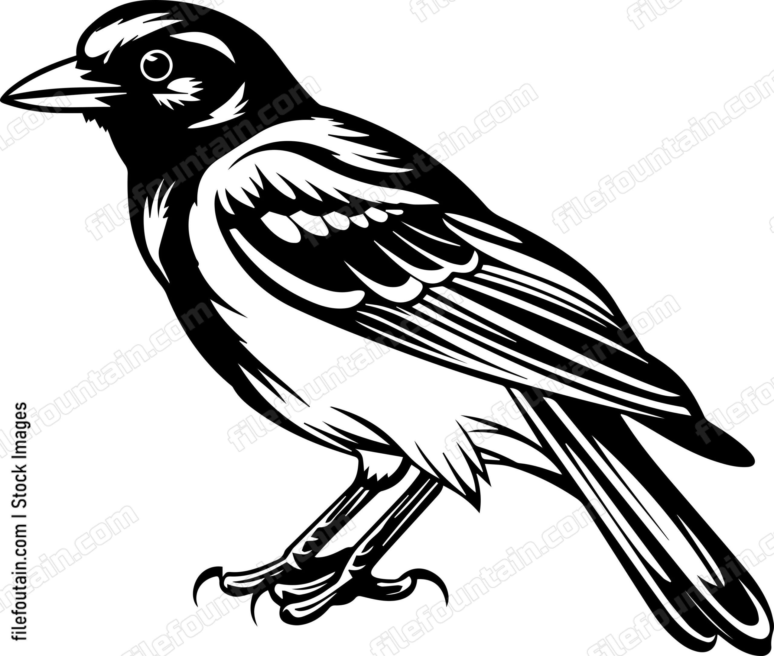 Baltimore Oriole