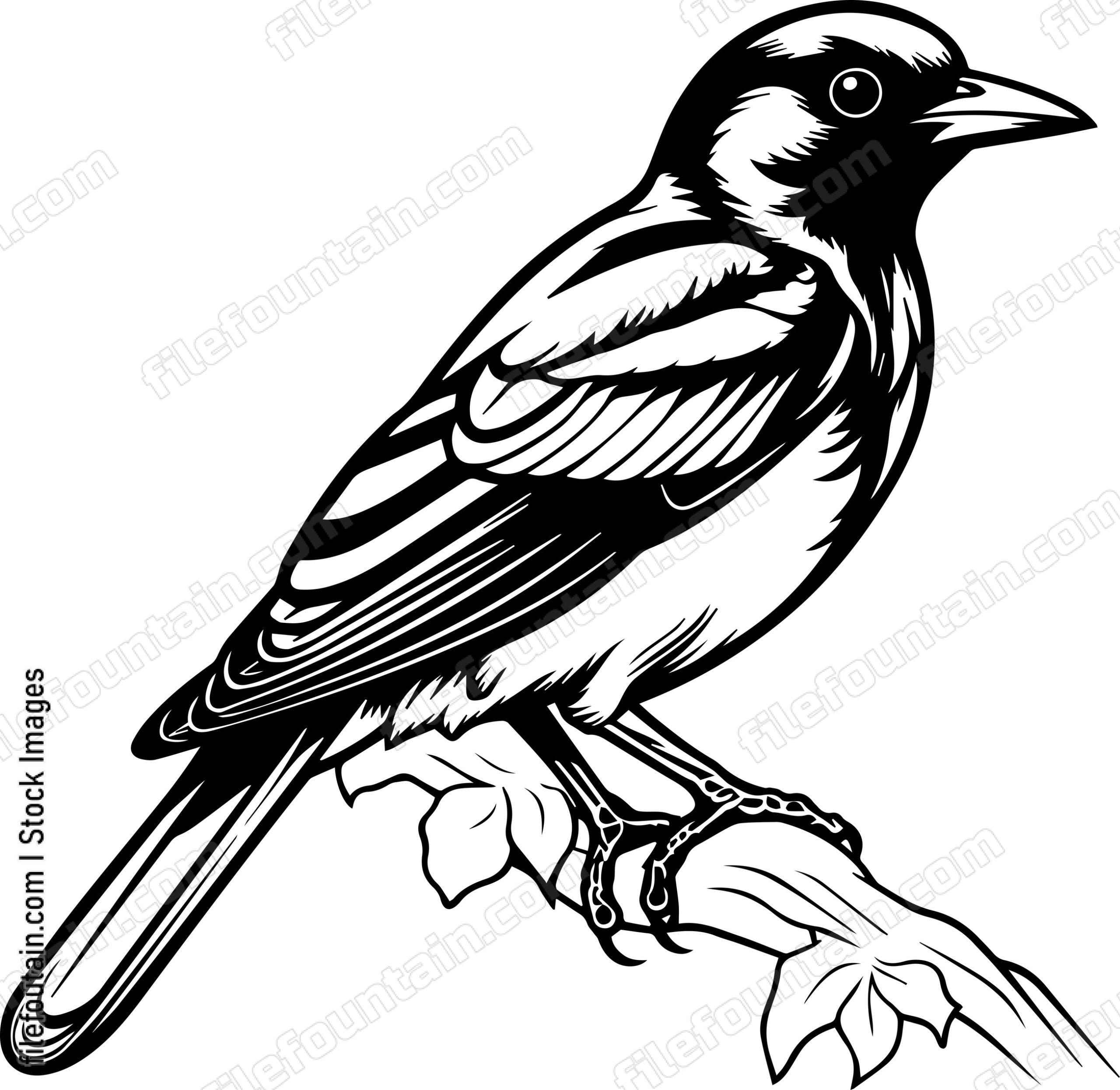 Baltimore Oriole