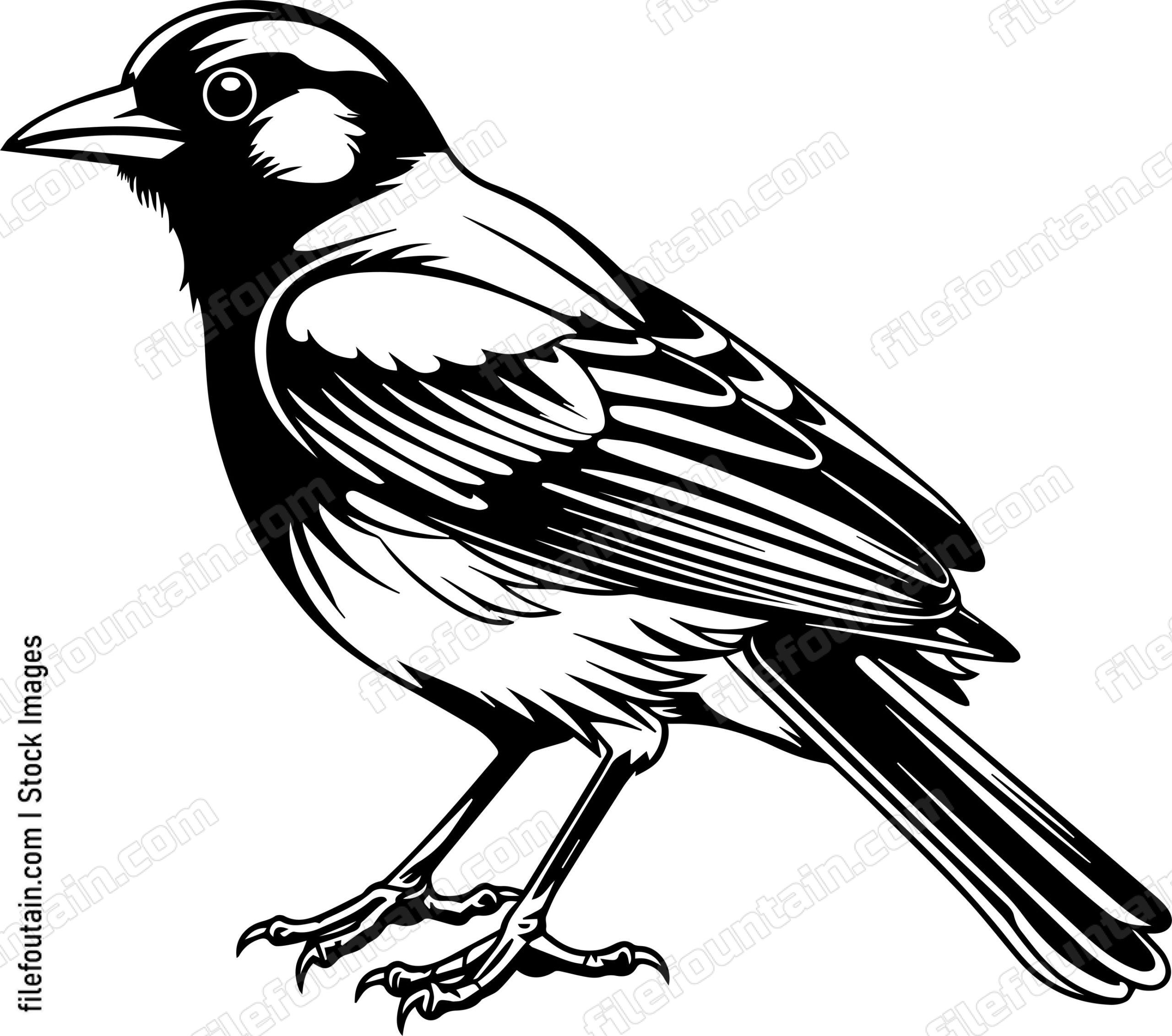 Baltimore Oriole