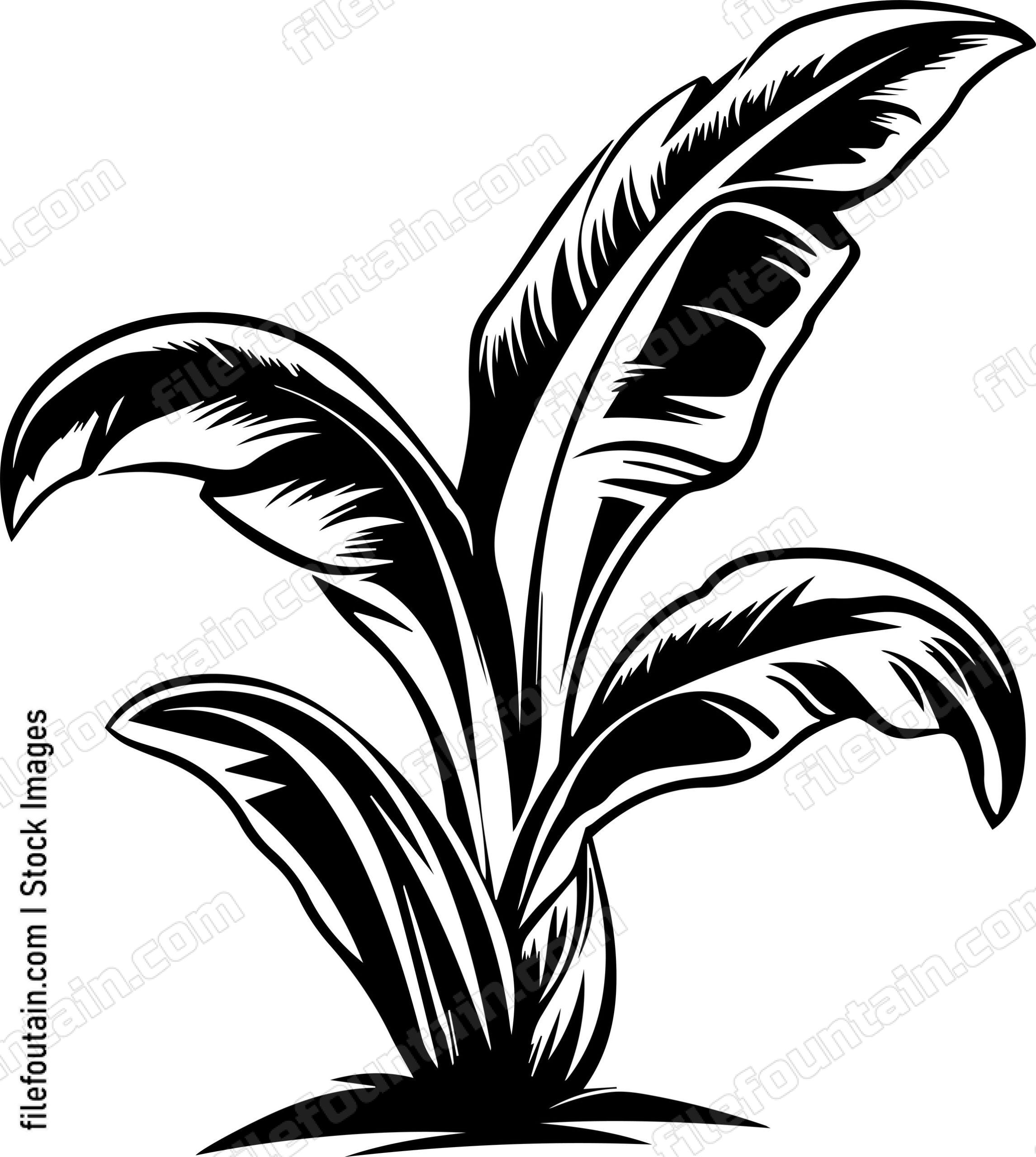 Banana Tree Leaf