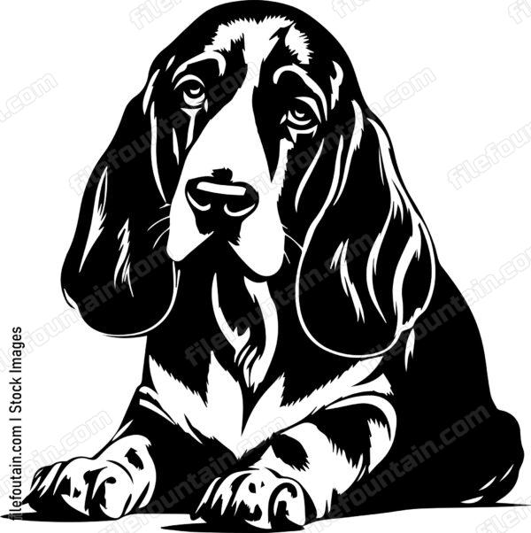 Basset Hound