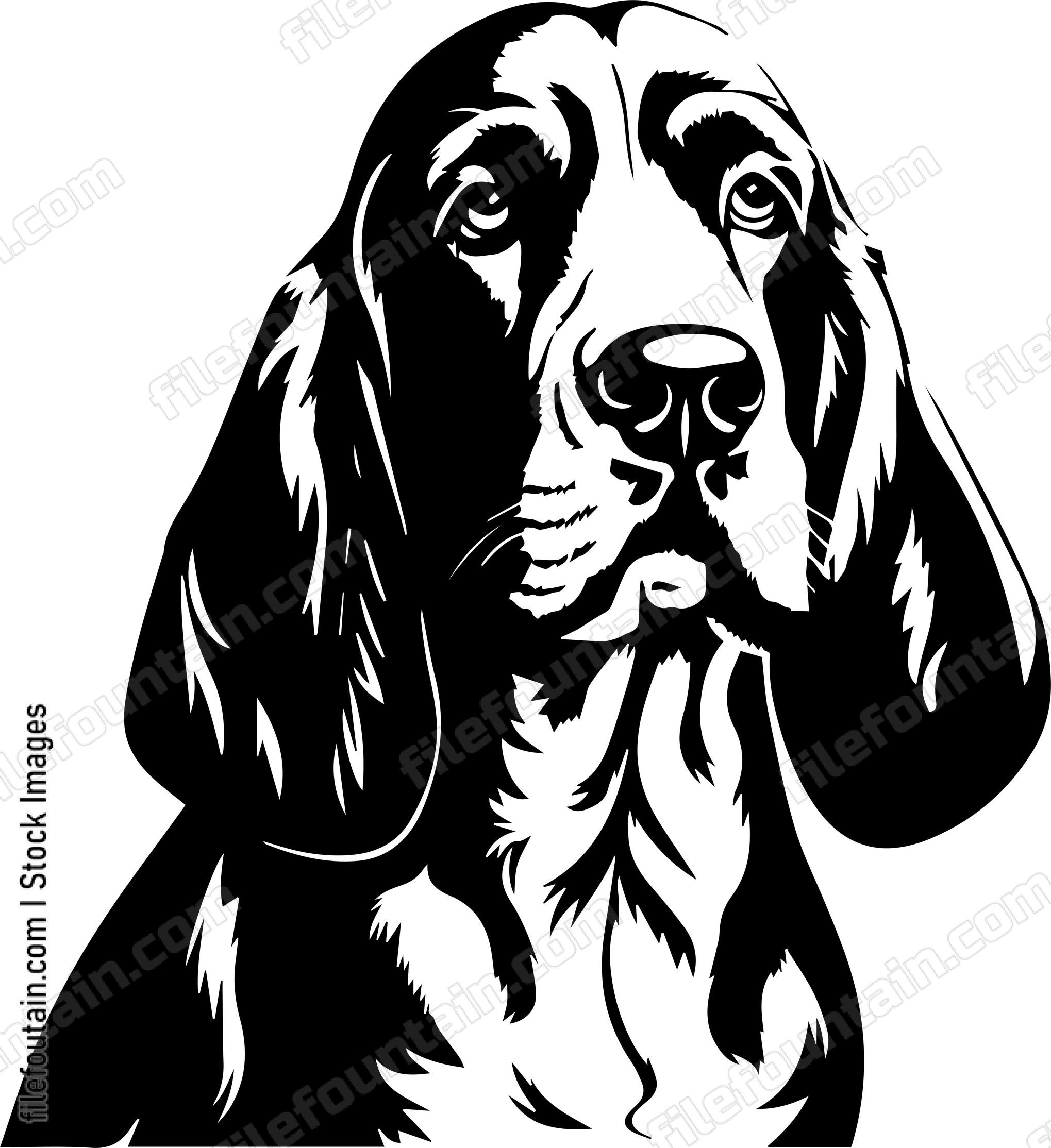 Basset Hound
