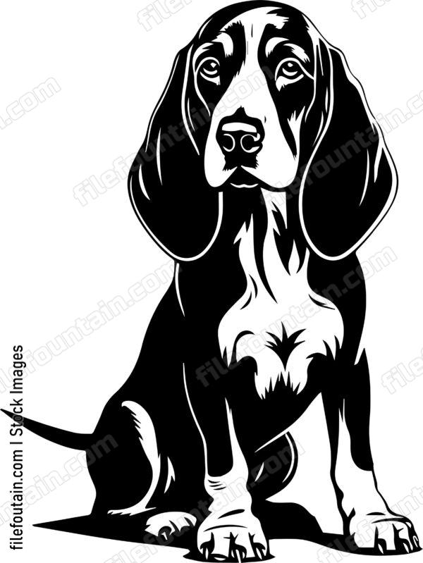 Basset Hound
