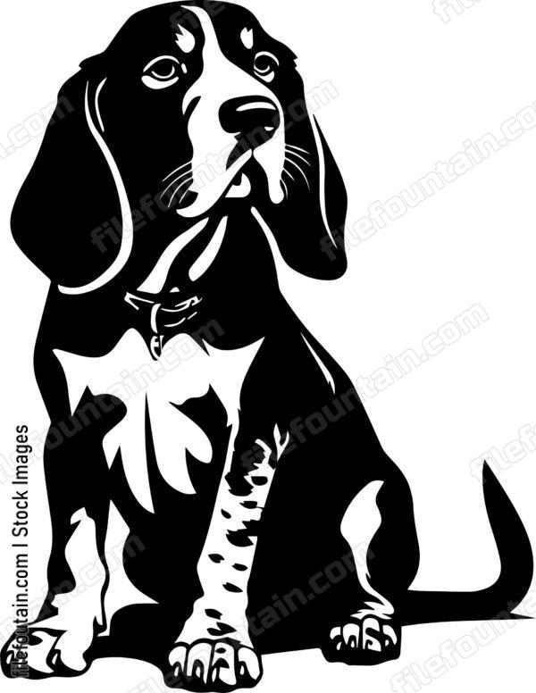 Basset Hound