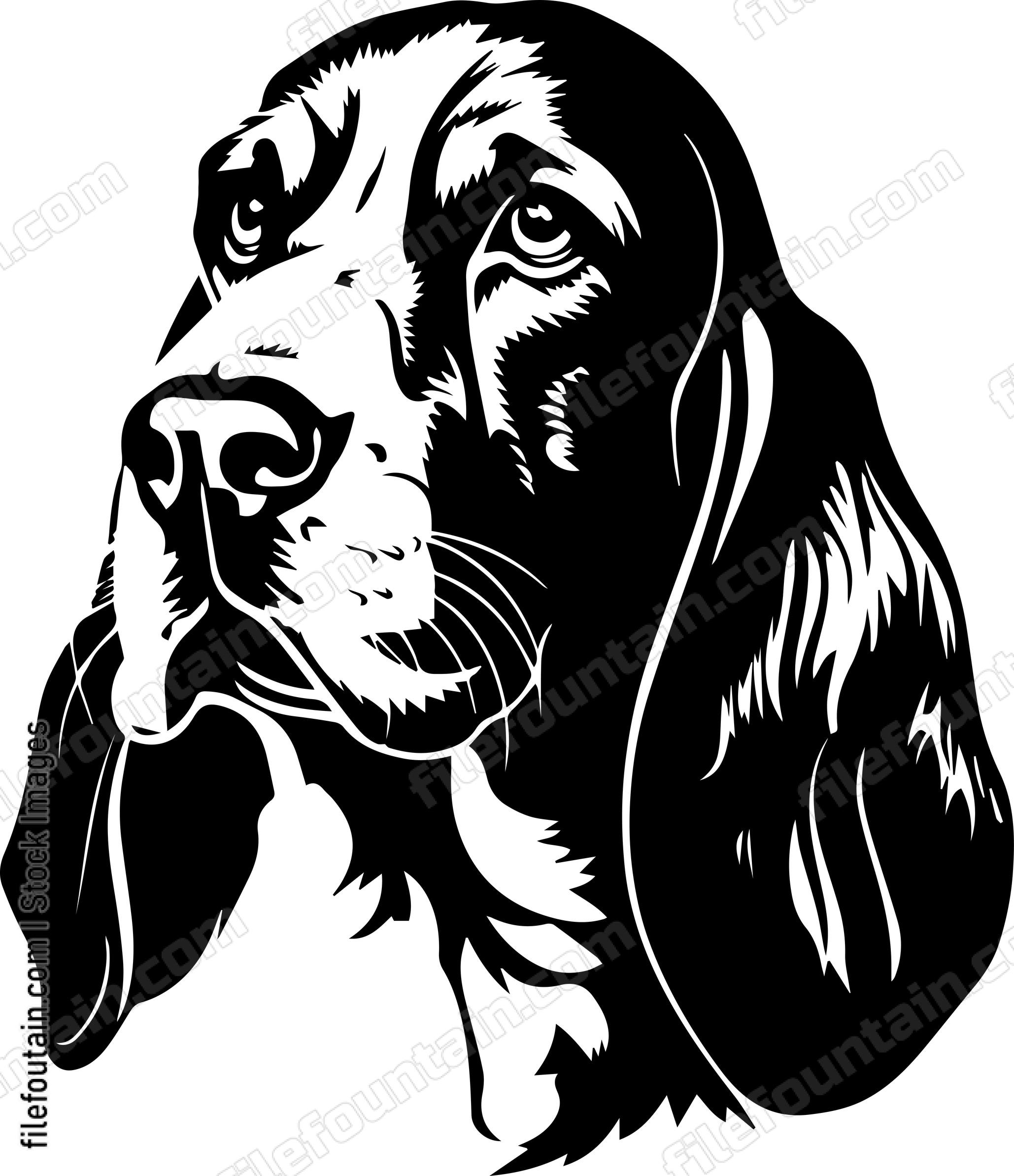 Basset Hound