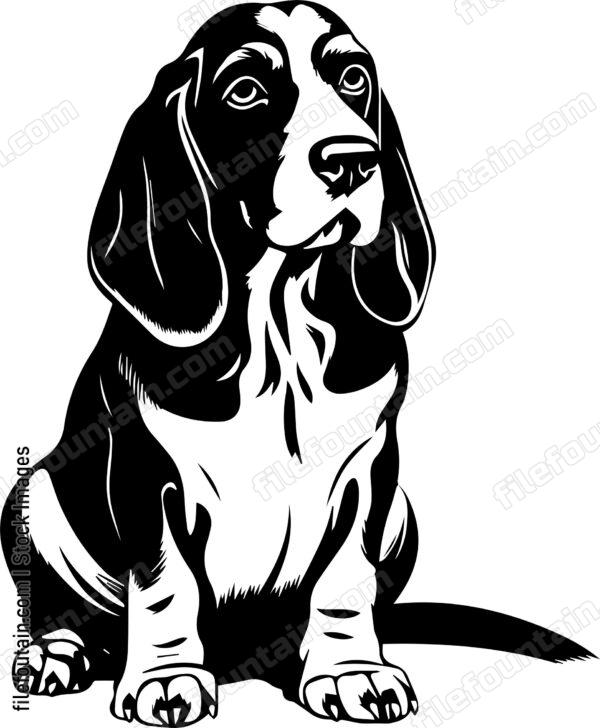 Basset Hound