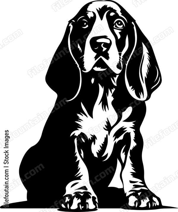 Basset Hound