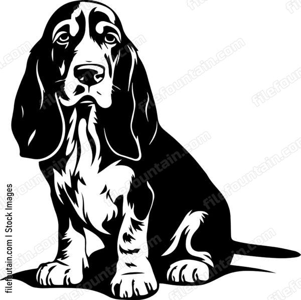 Basset Hound