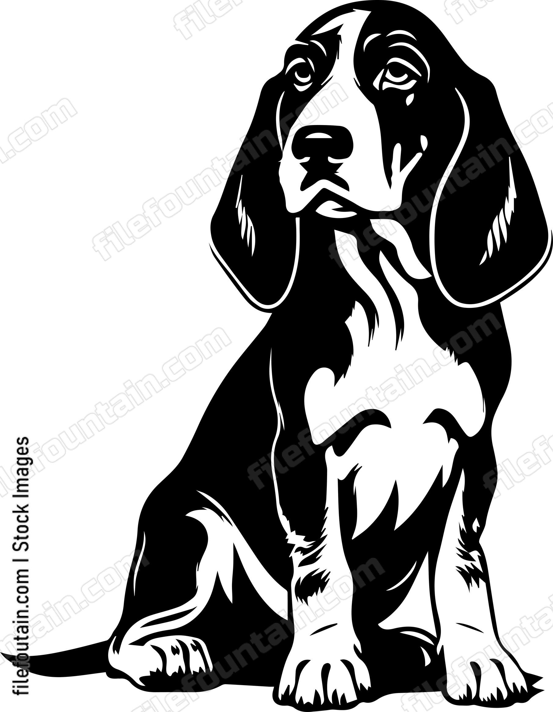 Basset Hound