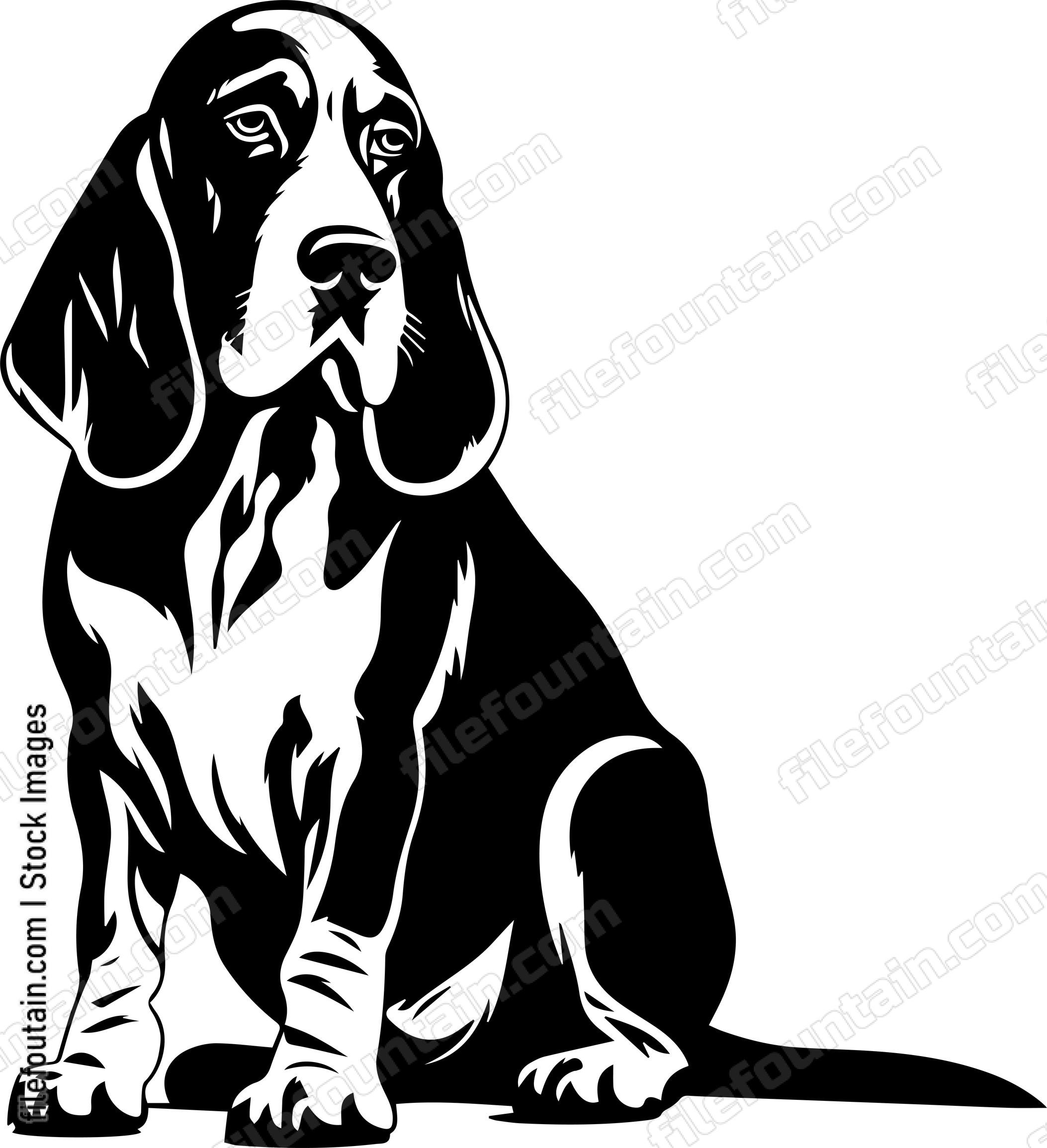 Basset Hound