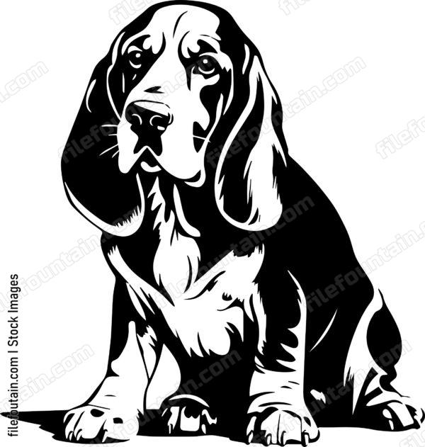 Basset Hound