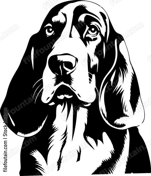 Basset Hound