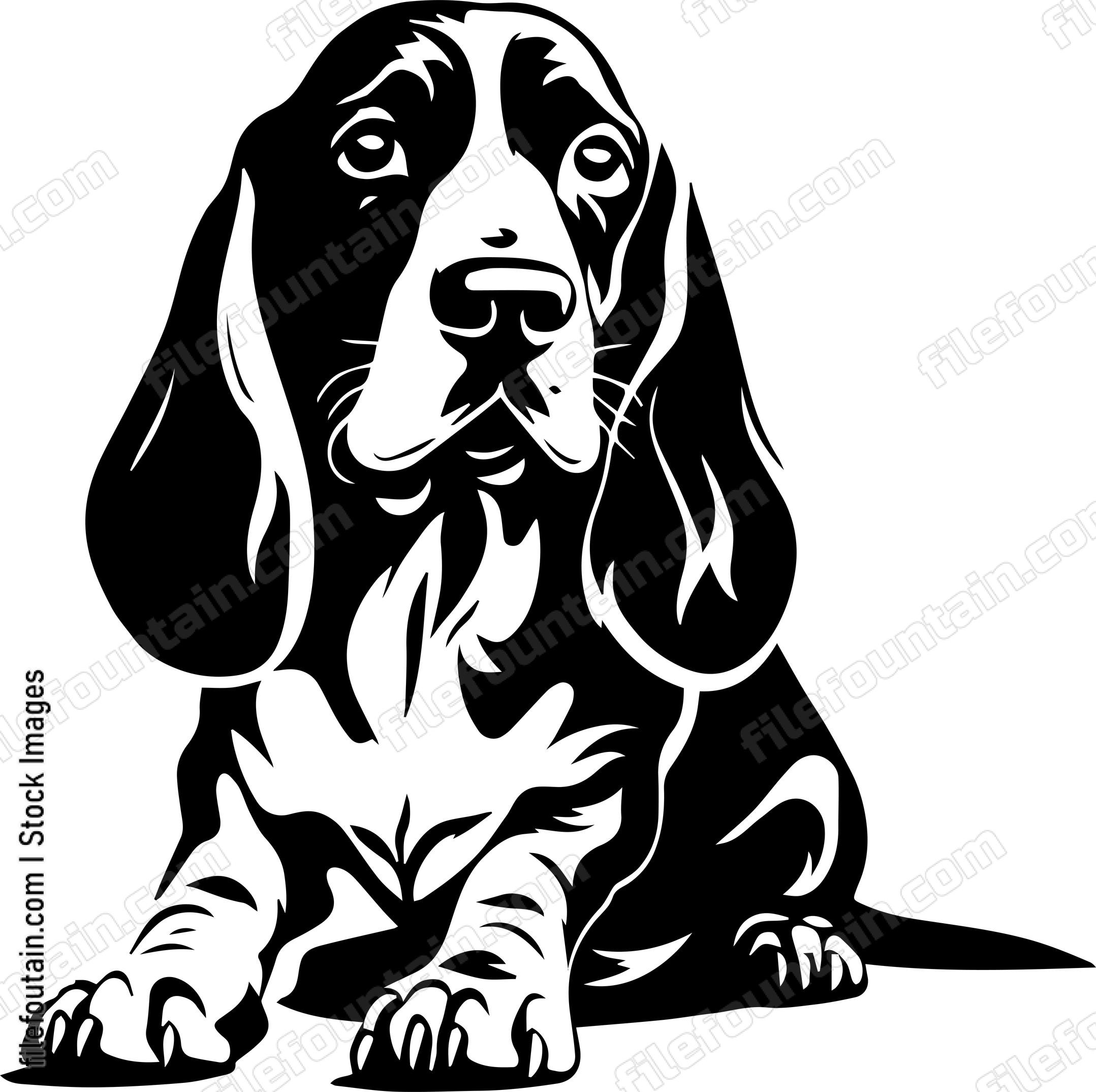 Basset Hound