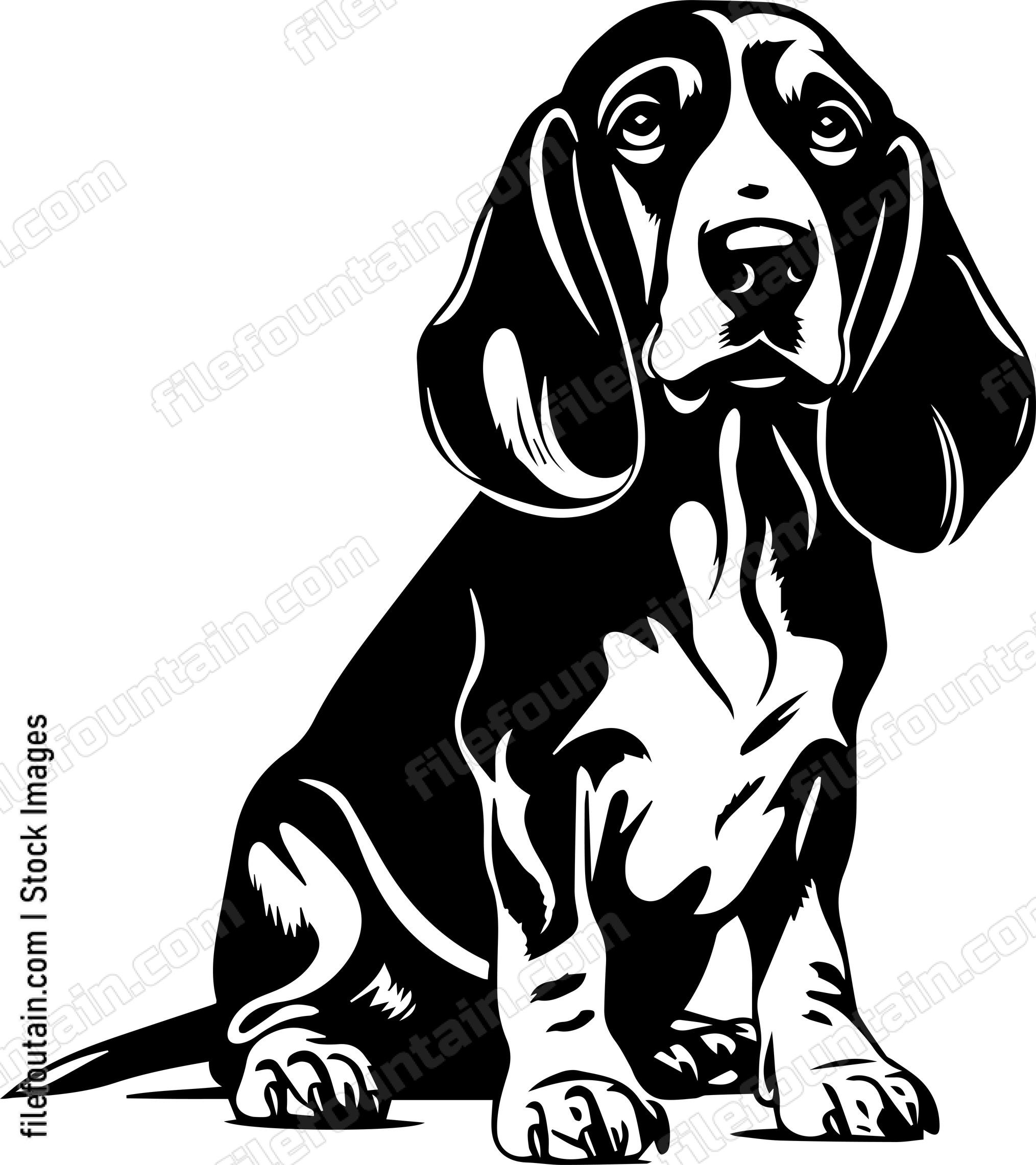 Basset Hound