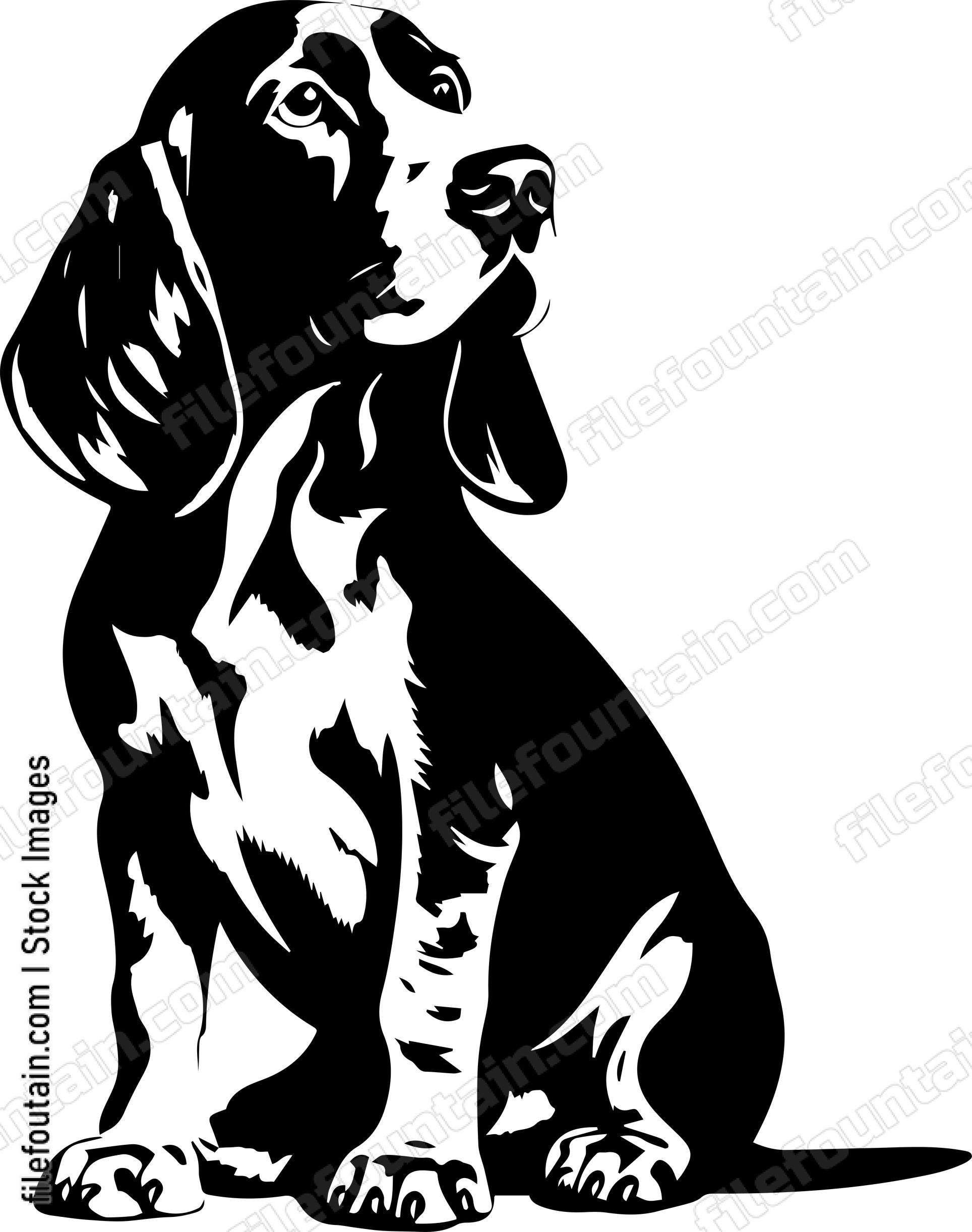 Basset Hound