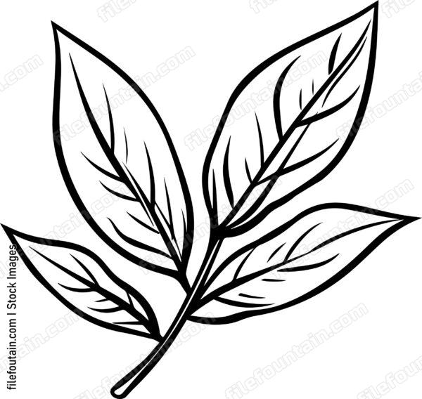 Bay Leaf