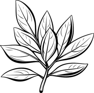 Bay Leaf