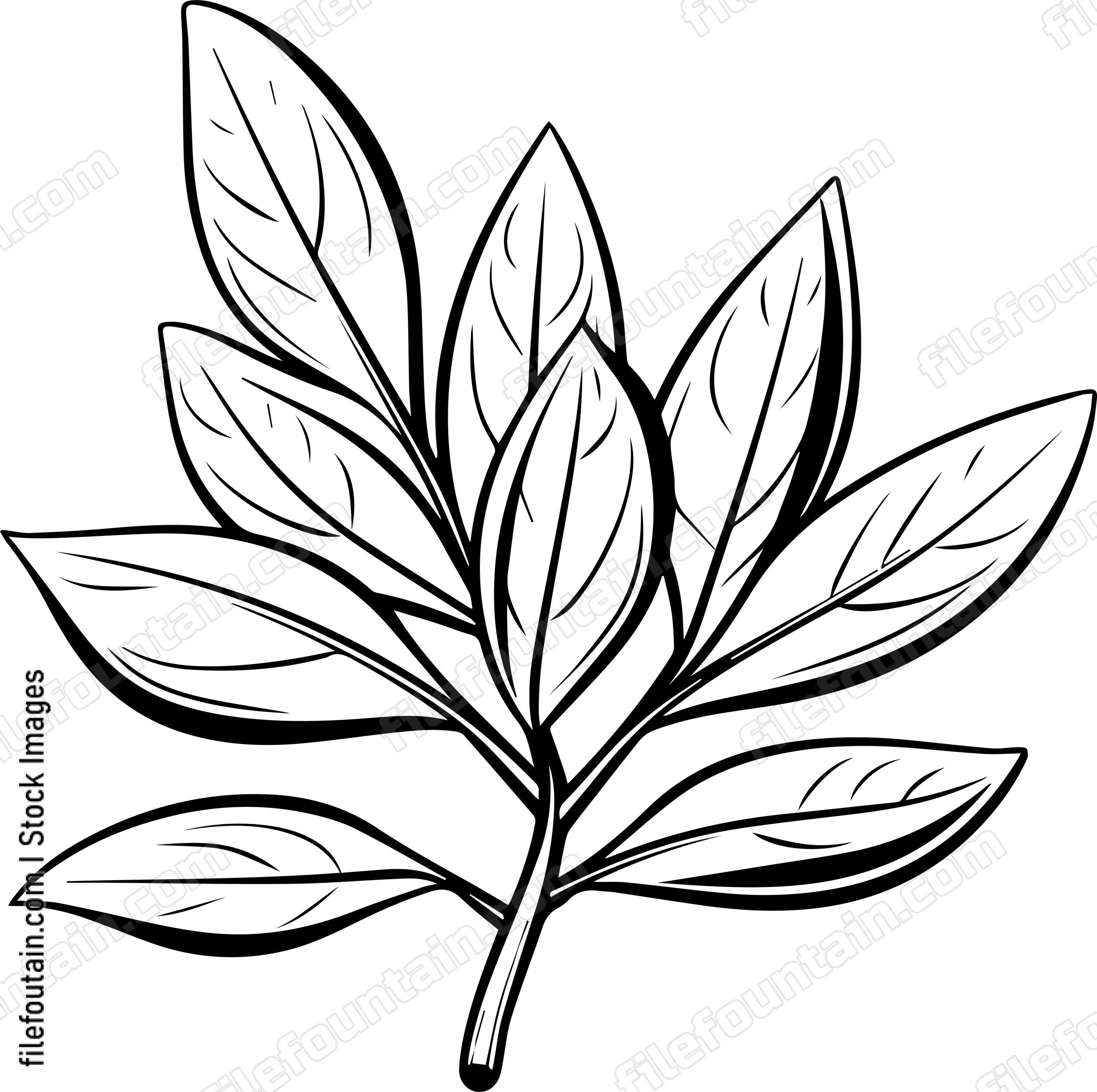 Bay Leaf