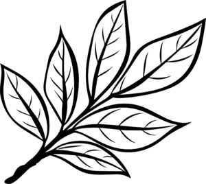 Bay Leaf