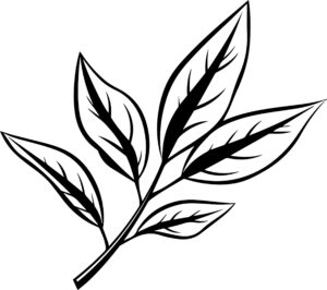 Bay Leaf