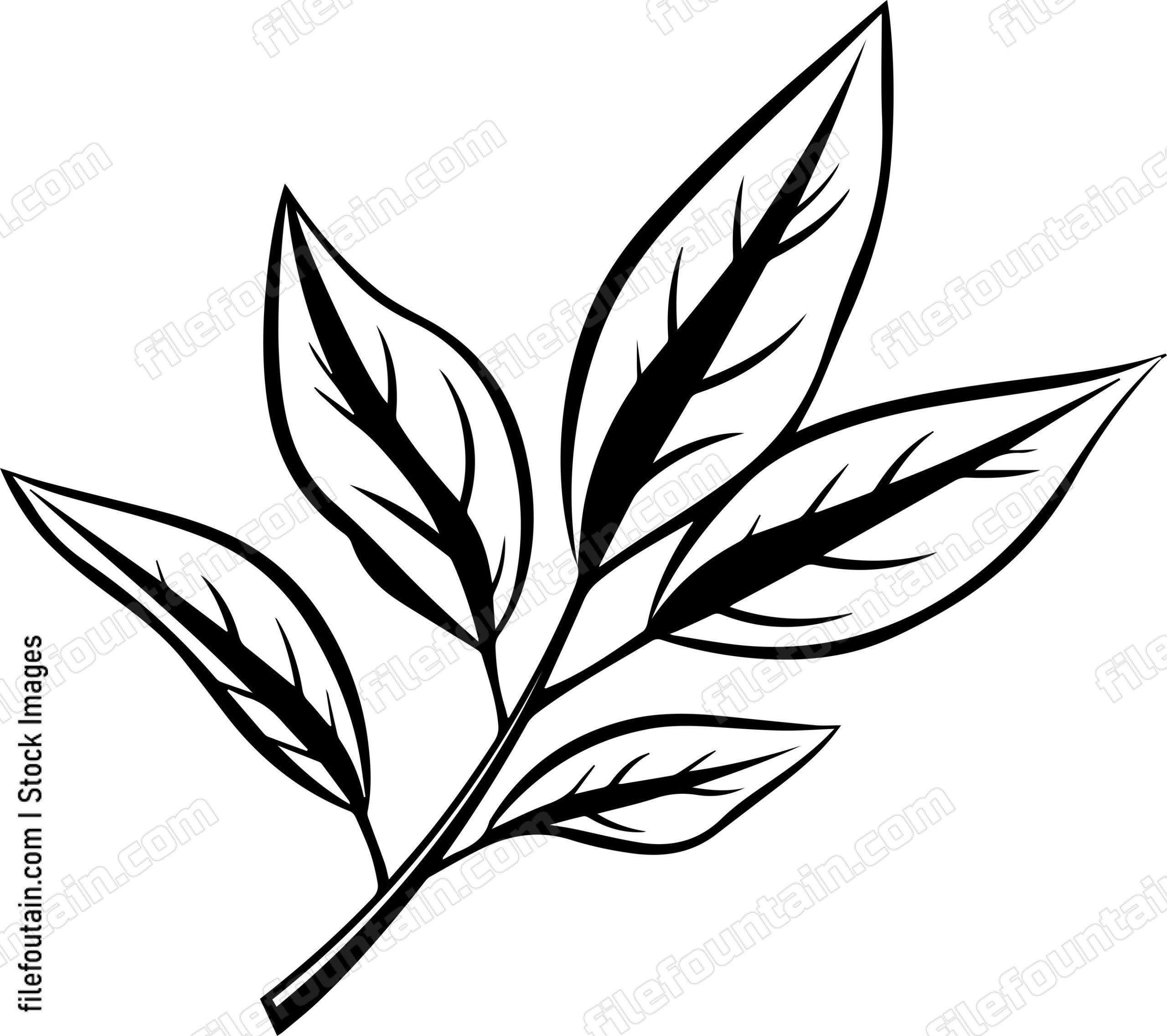 Bay Leaf