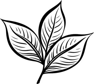 Bay Leaf