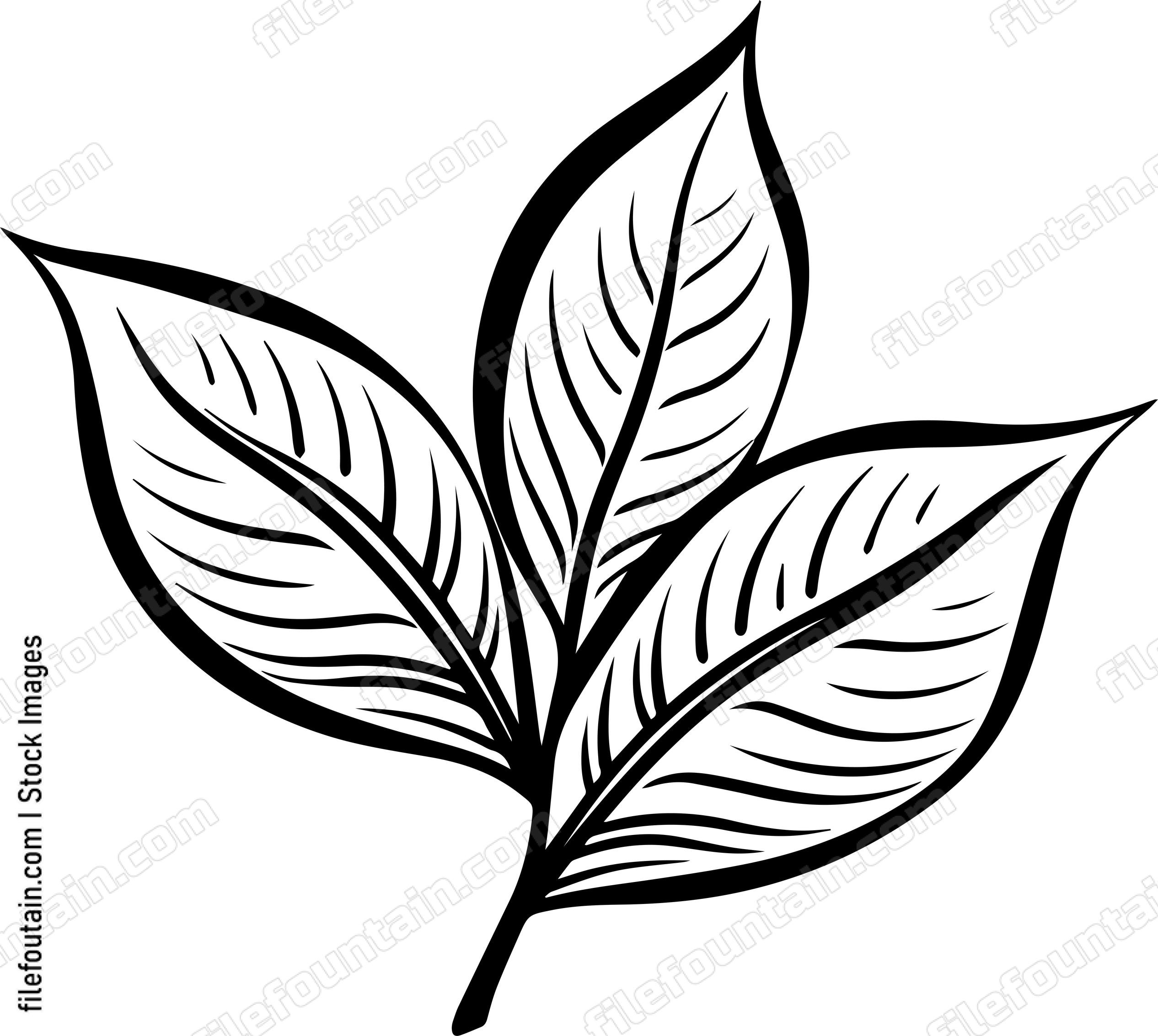 Bay Leaf