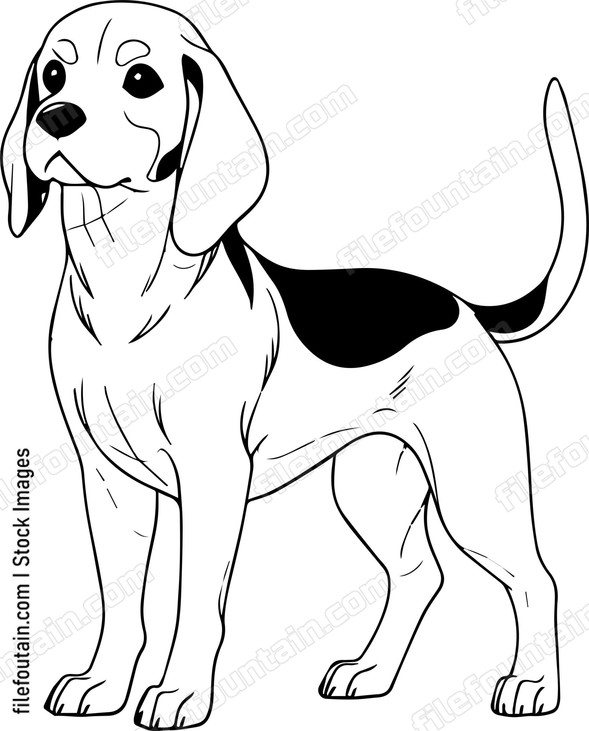 Beagle
