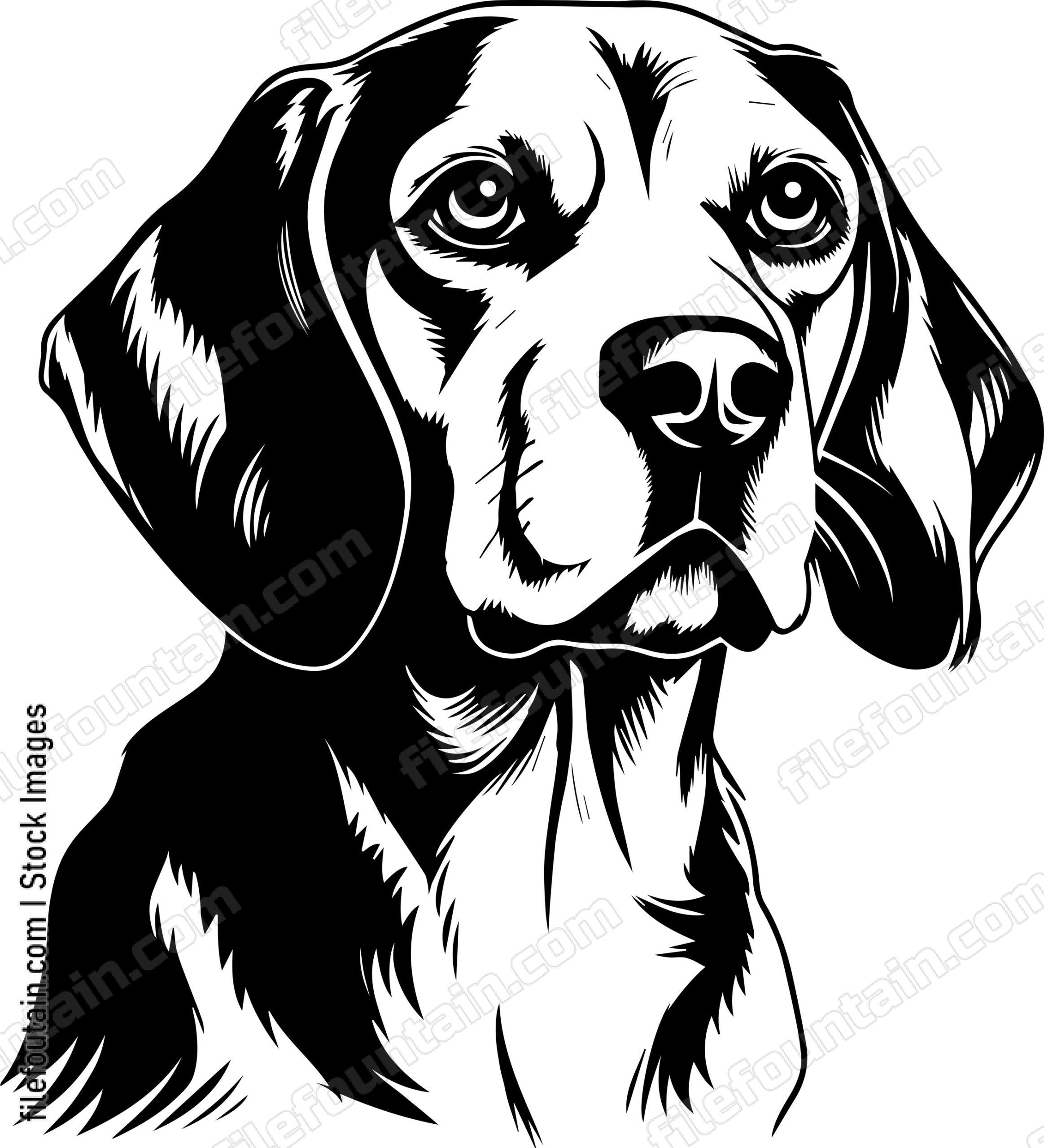 Beagle Dog