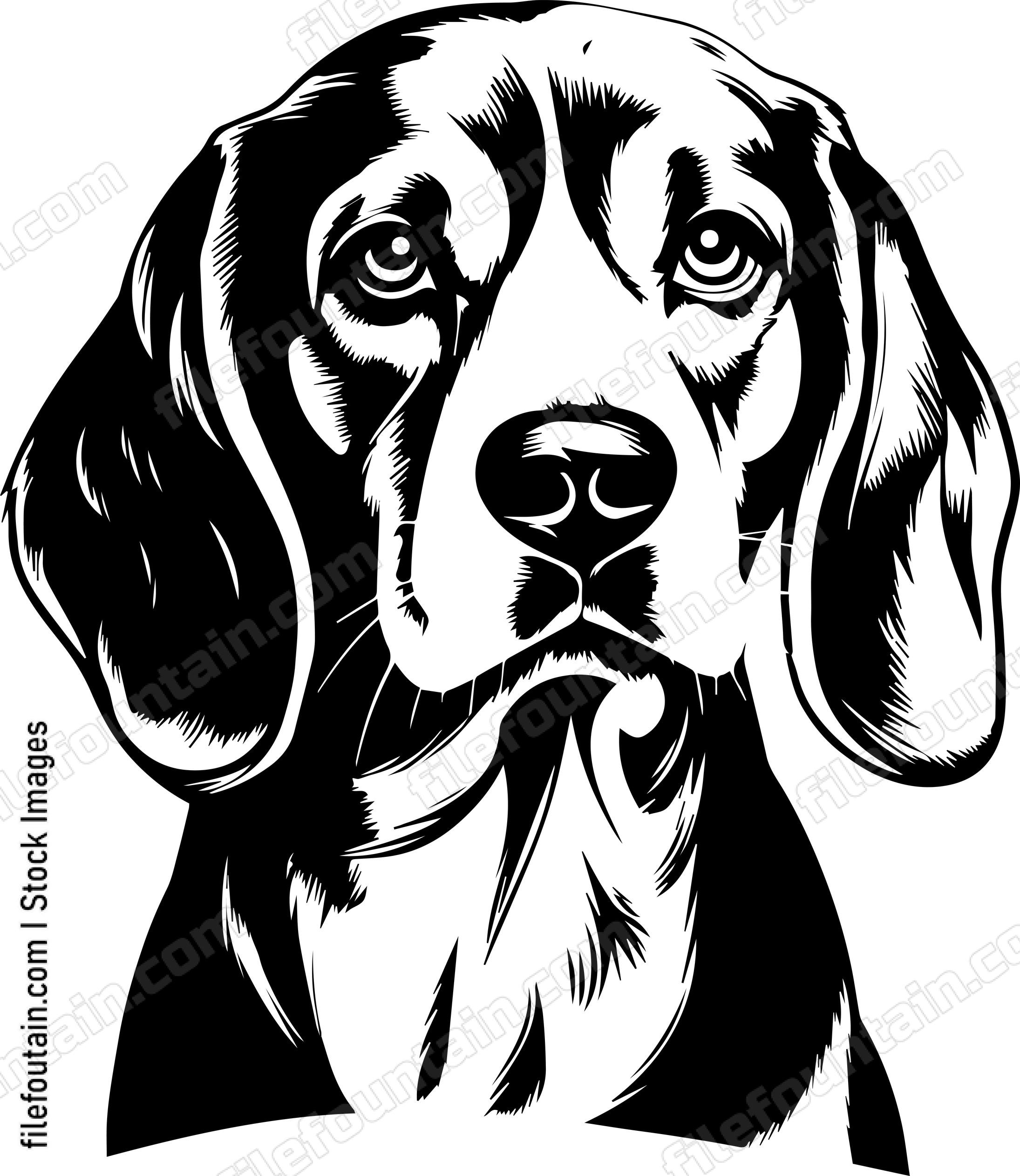 Beagle Dog