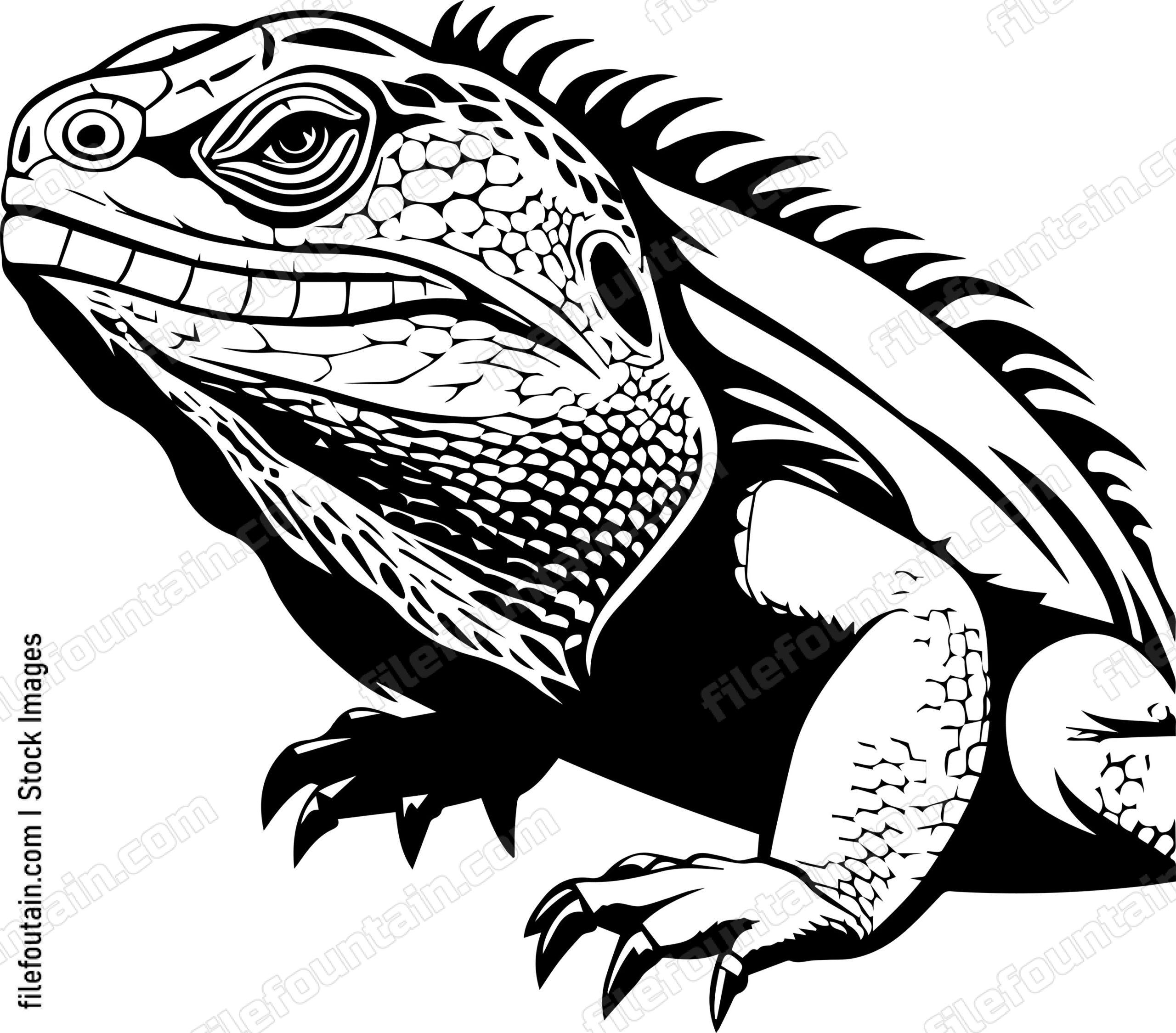 Bearded Dragon