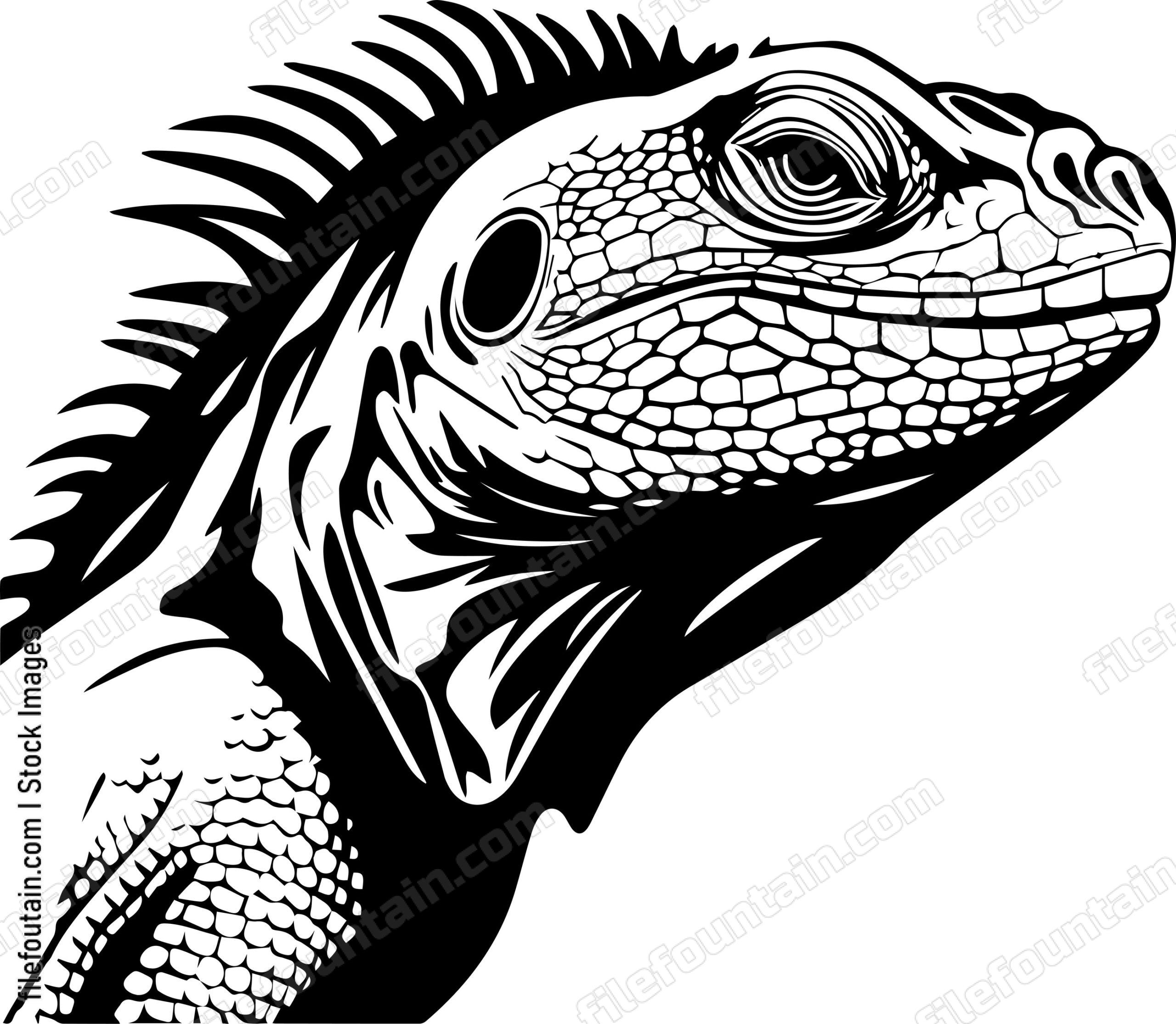 Bearded Dragon