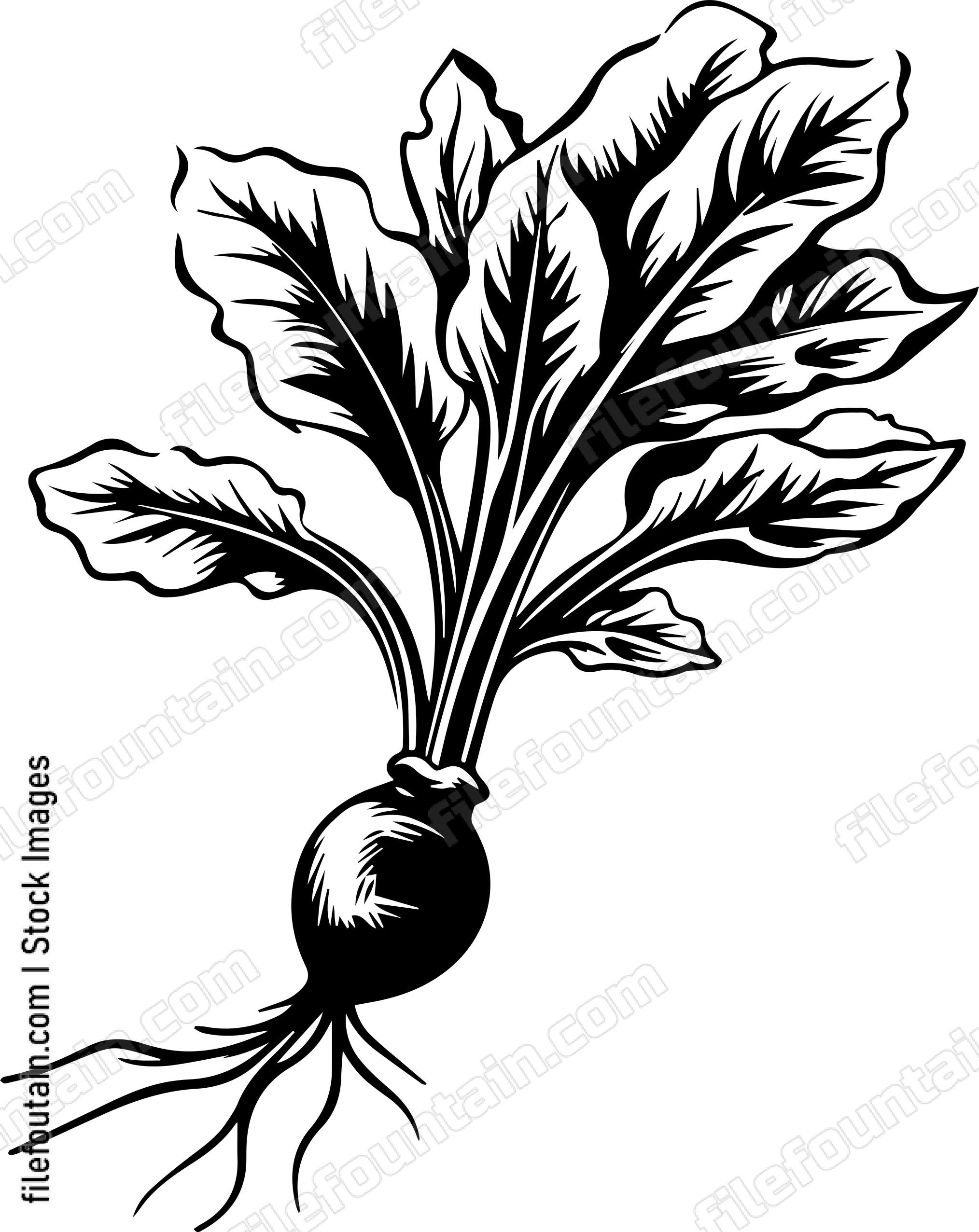 Beet