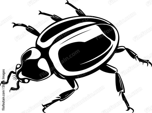 Beetle Trichodes